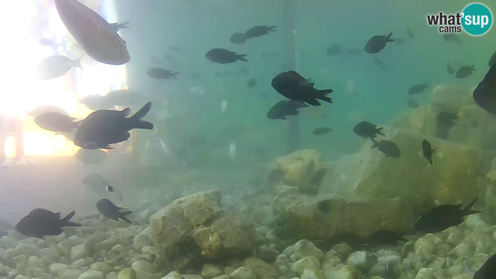 Outdoor Marine Aquarium Rogoznica webcam Croatia