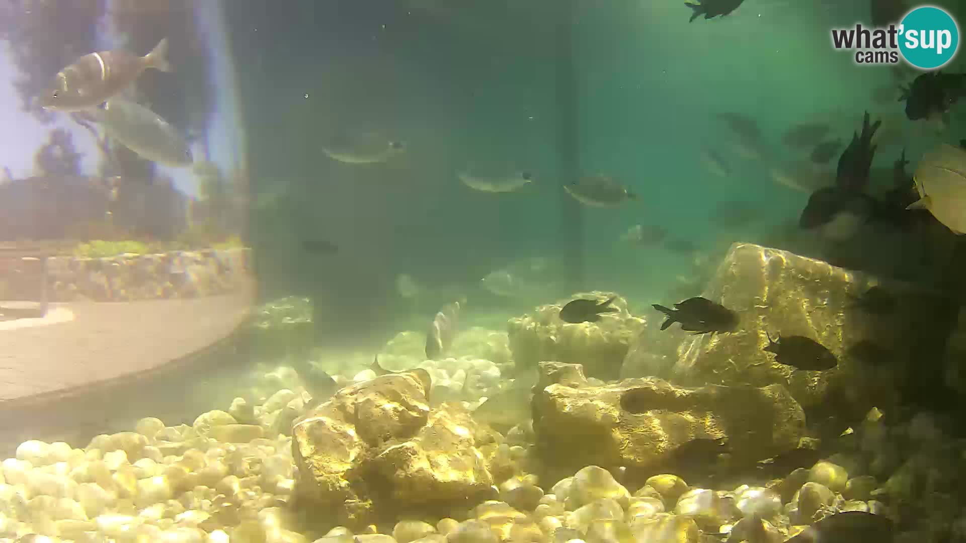Acuario marino al aire libre Rogoznica webcam Croacia