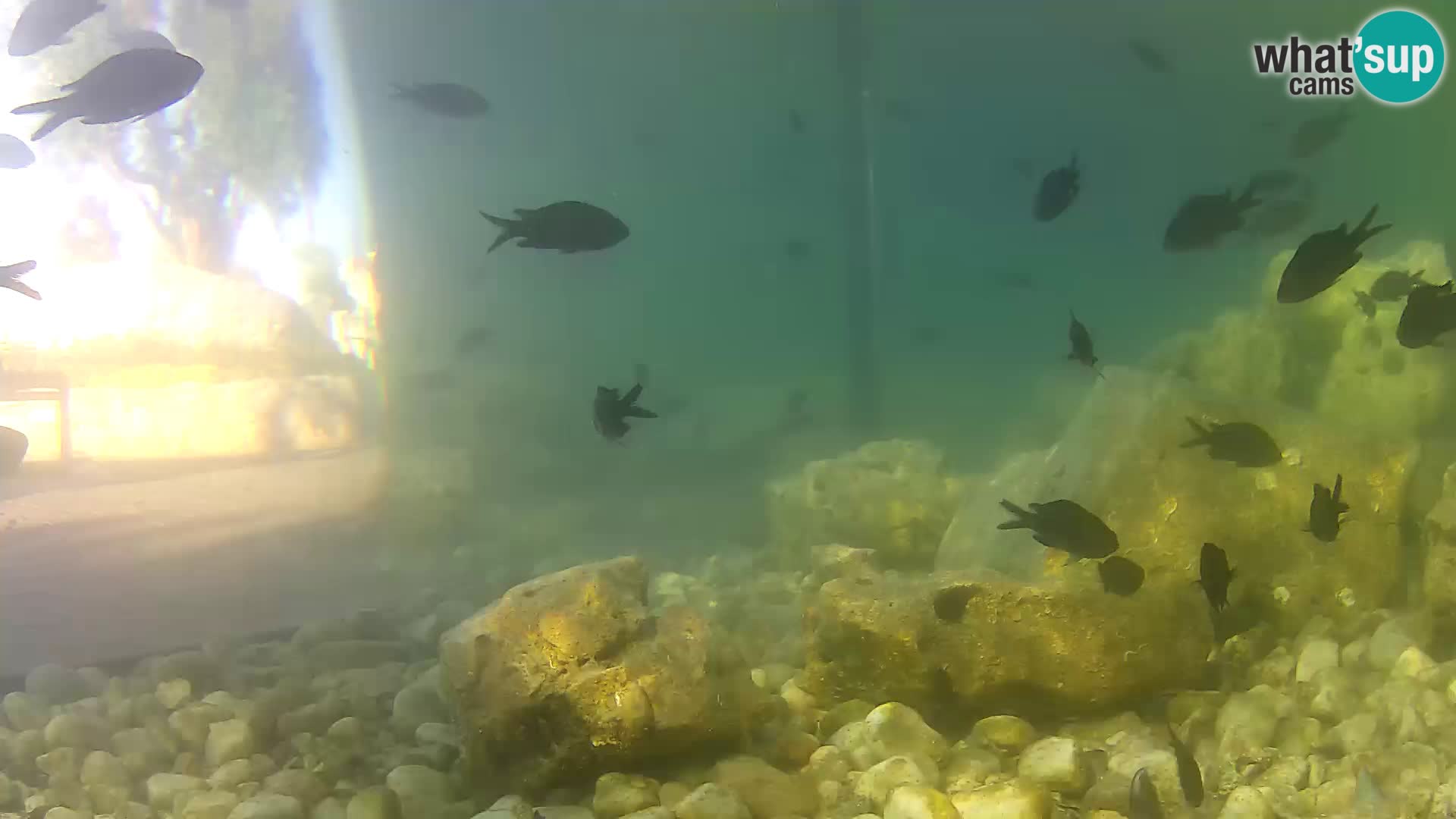 Acuario marino al aire libre Rogoznica webcam Croacia