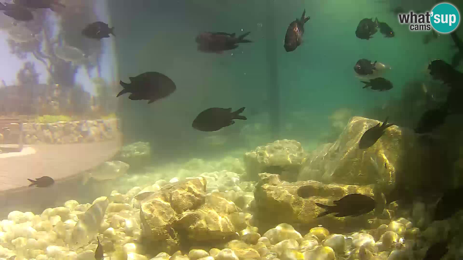 Webcam de l’aquarium marin extérieur de Rogoznica Croatie