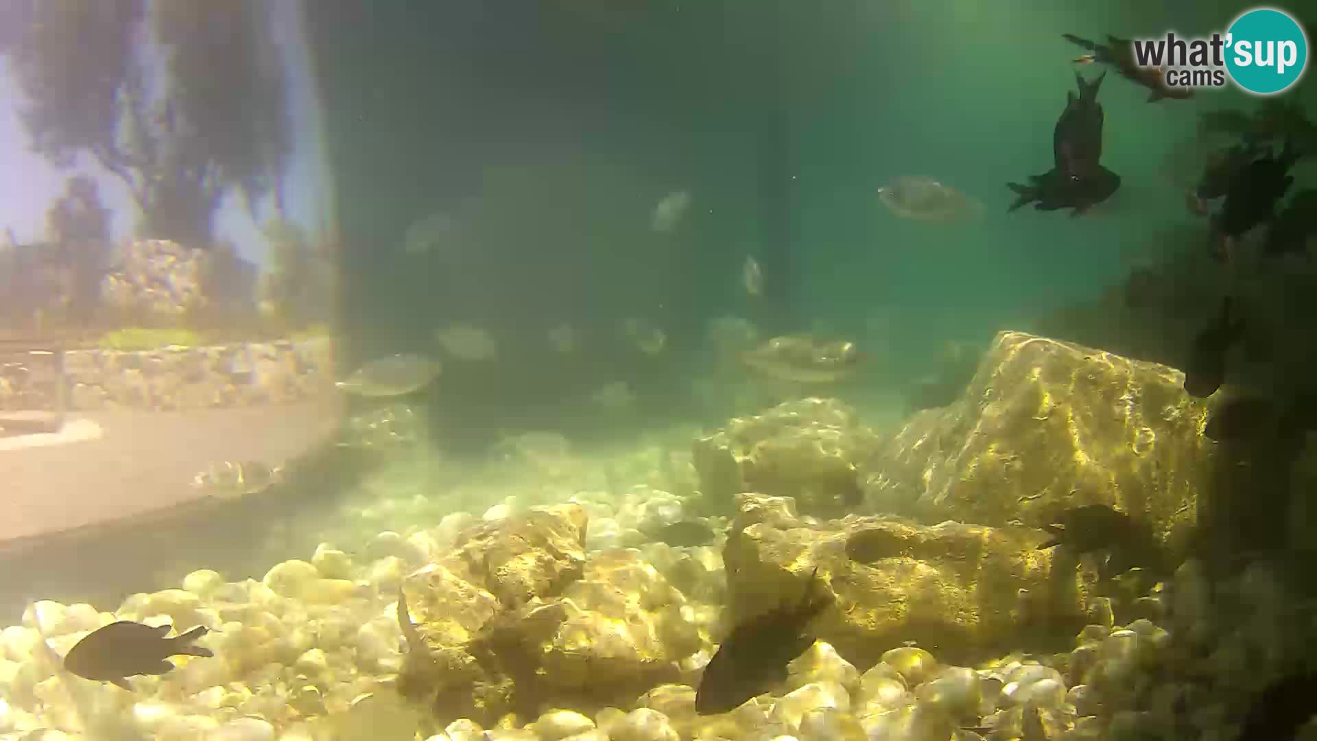 Aquario marino esterno –  Rogoznica livecam Croazia