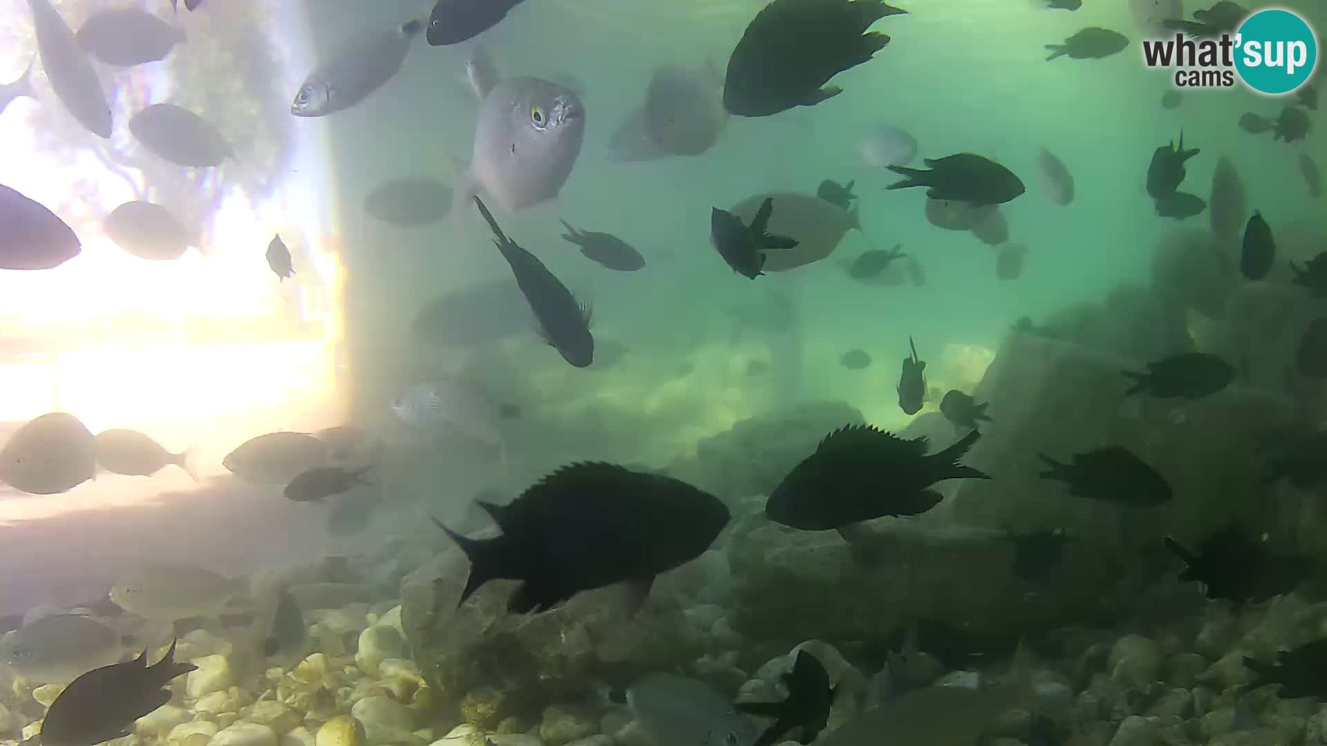 Aquario marino esterno –  Rogoznica livecam Croazia