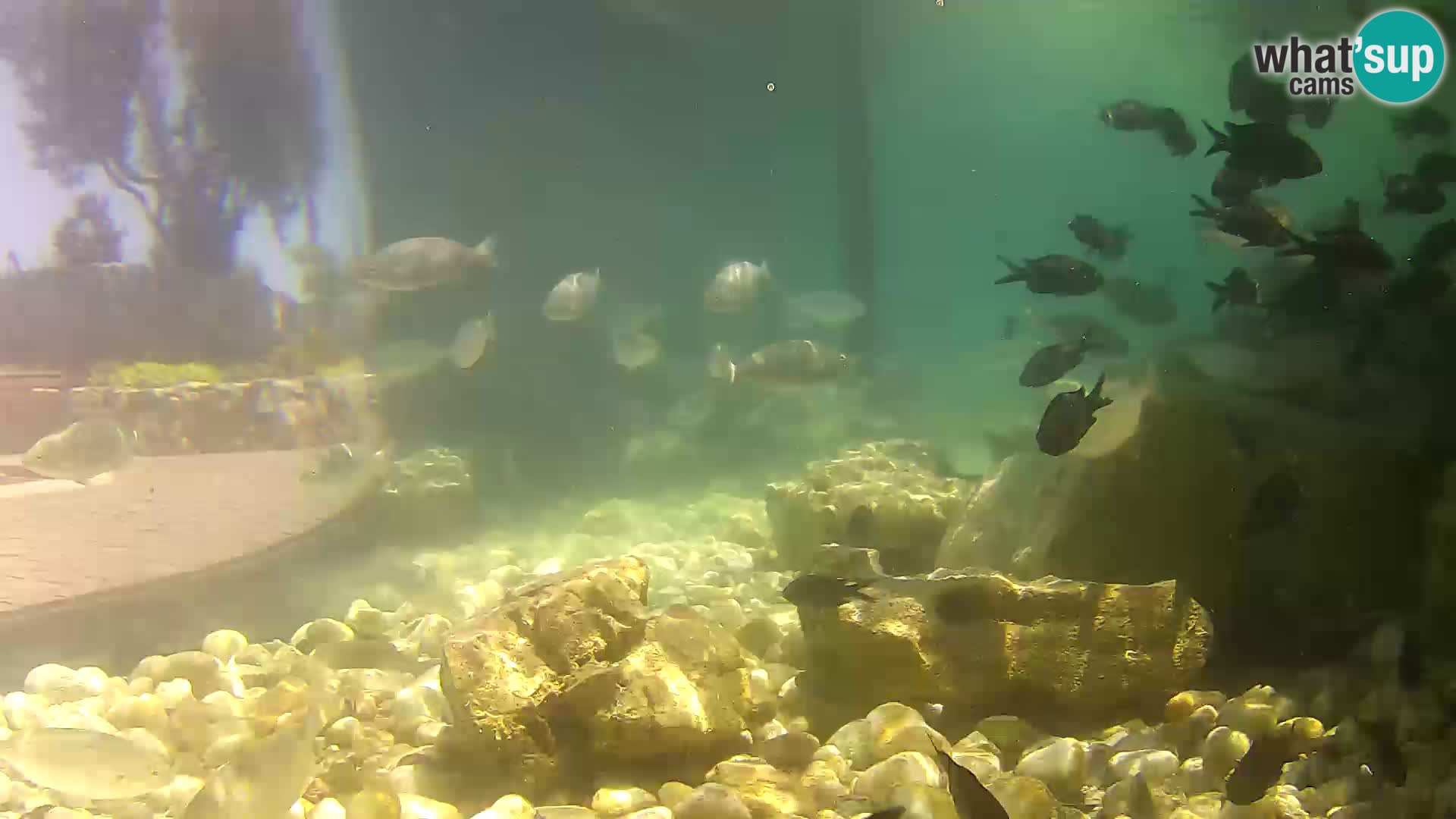 Aquario marino esterno –  Rogoznica livecam Croazia