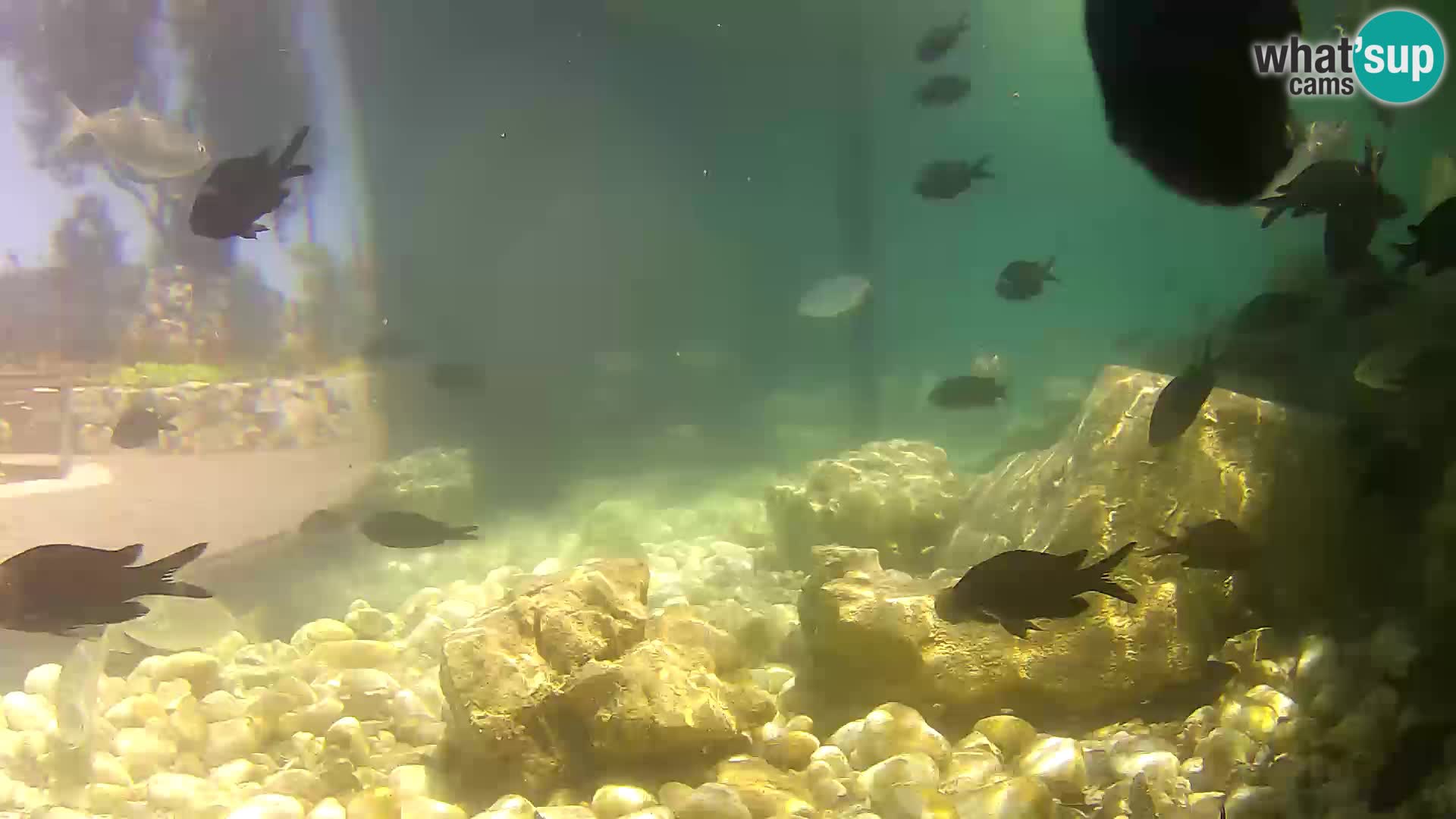 Webcam de l’aquarium marin extérieur de Rogoznica Croatie