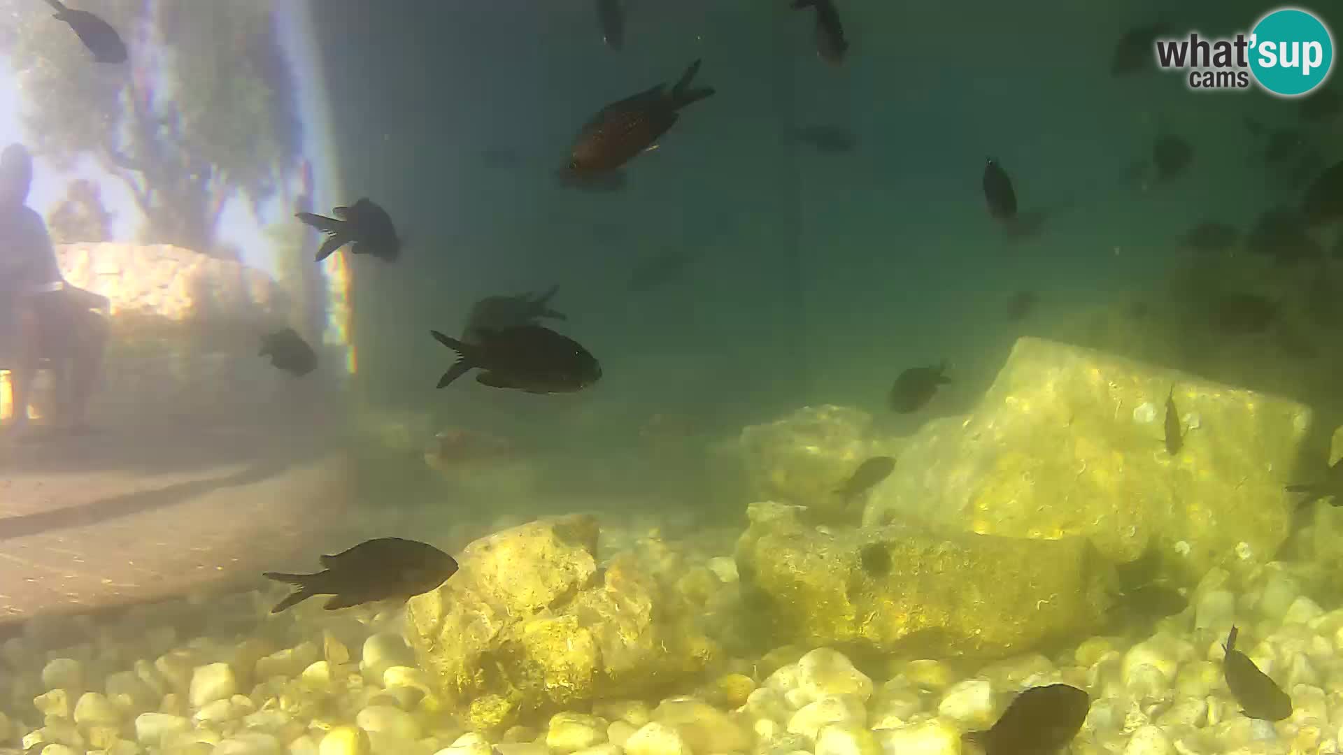 Aquario marino esterno –  Rogoznica livecam Croazia