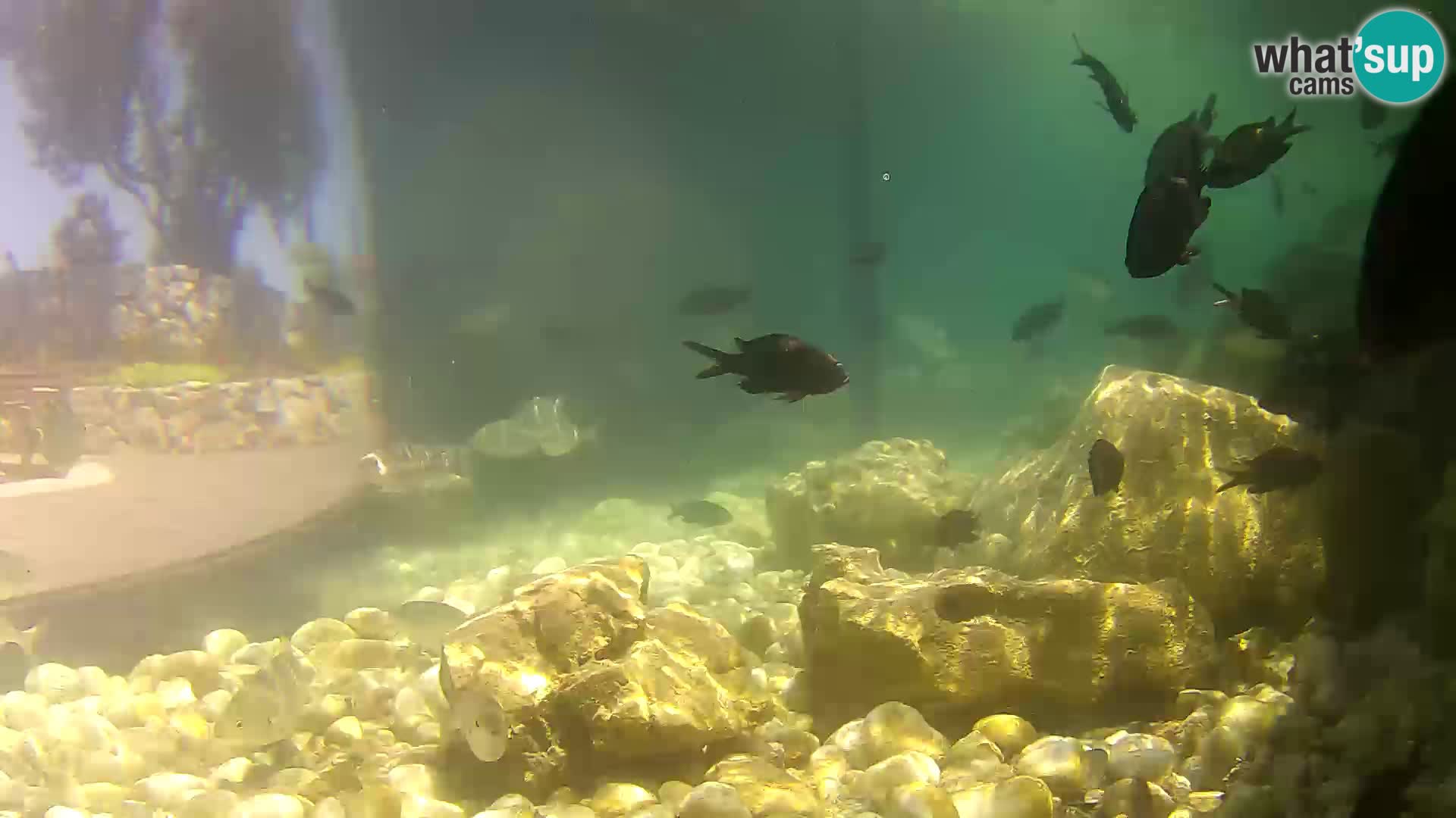 Outdoor Marine Aquarium Rogoznica webcam Croatia