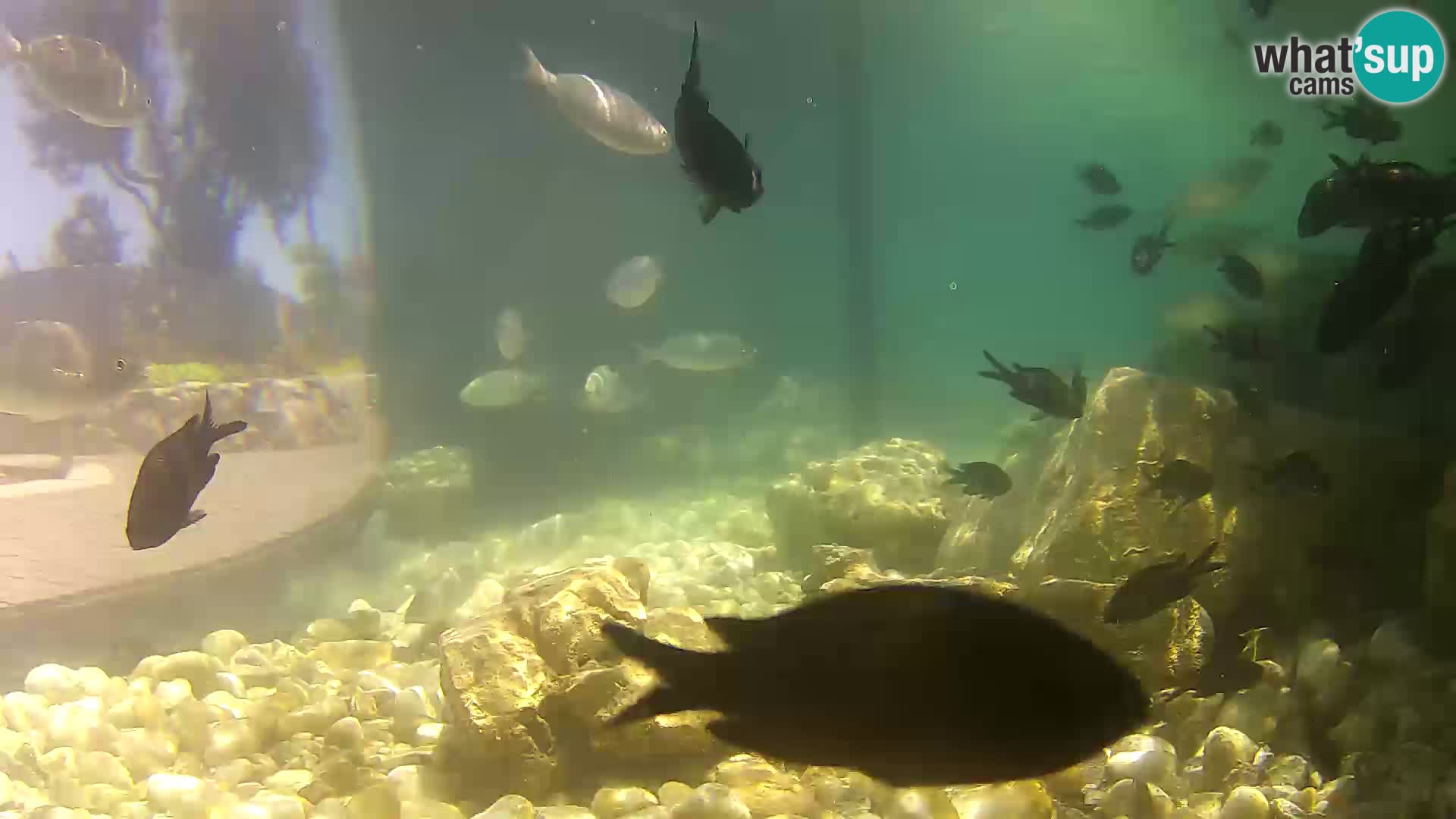 Marine Aquarium im Freien Rogoznica webcam Kroatien