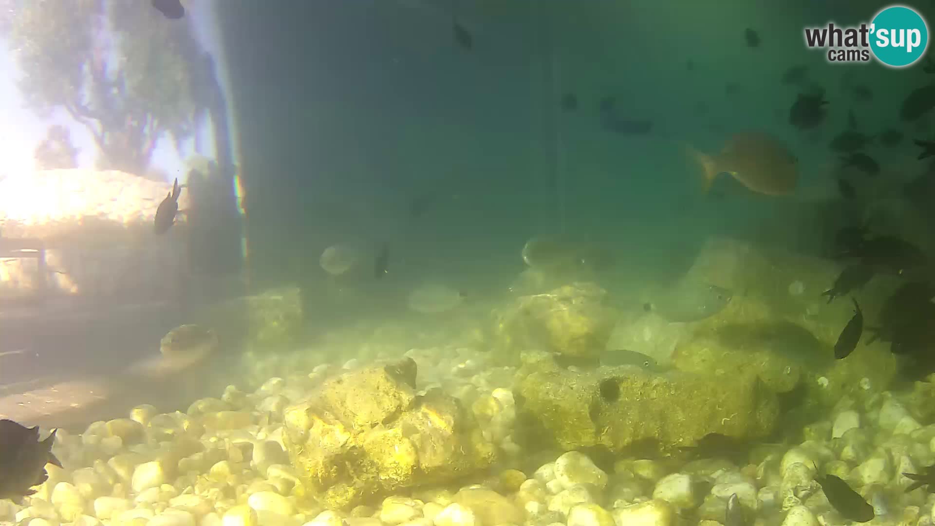 Aquario marino esterno –  Rogoznica livecam Croazia