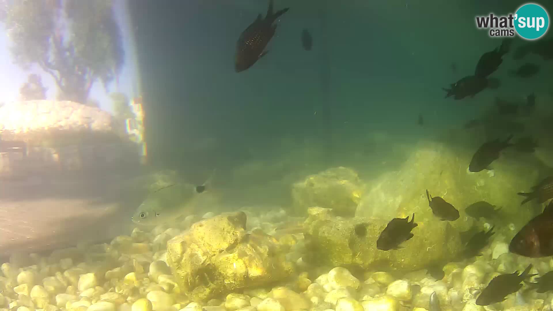 Acuario marino al aire libre Rogoznica webcam Croacia