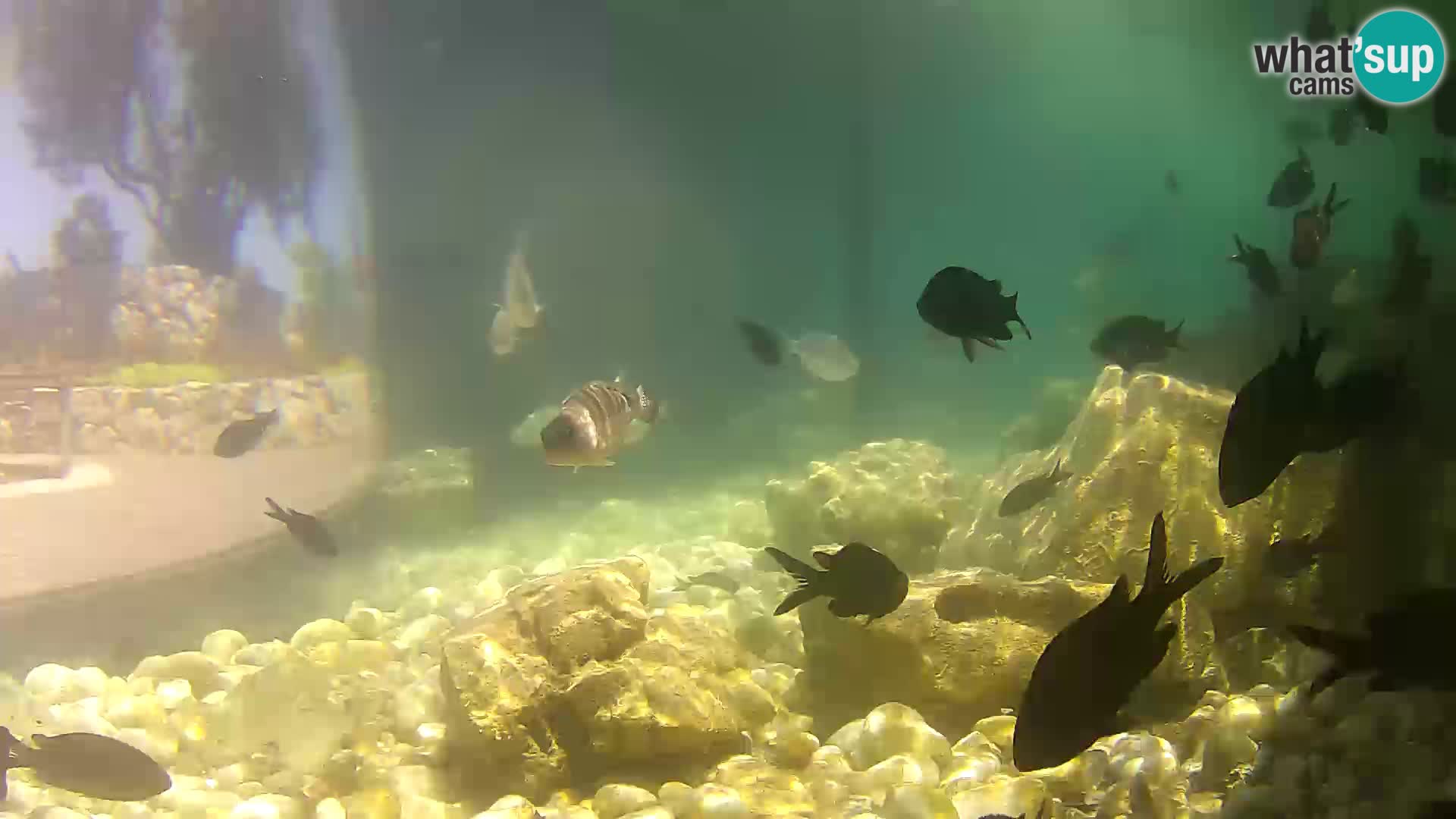 Webcam de l’aquarium marin extérieur de Rogoznica Croatie