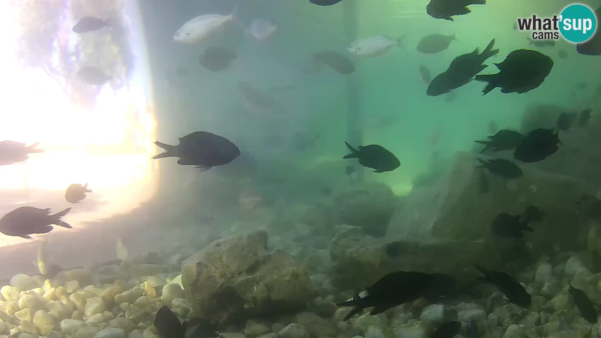 Outdoor Marine Aquarium Rogoznica webcam Croatia