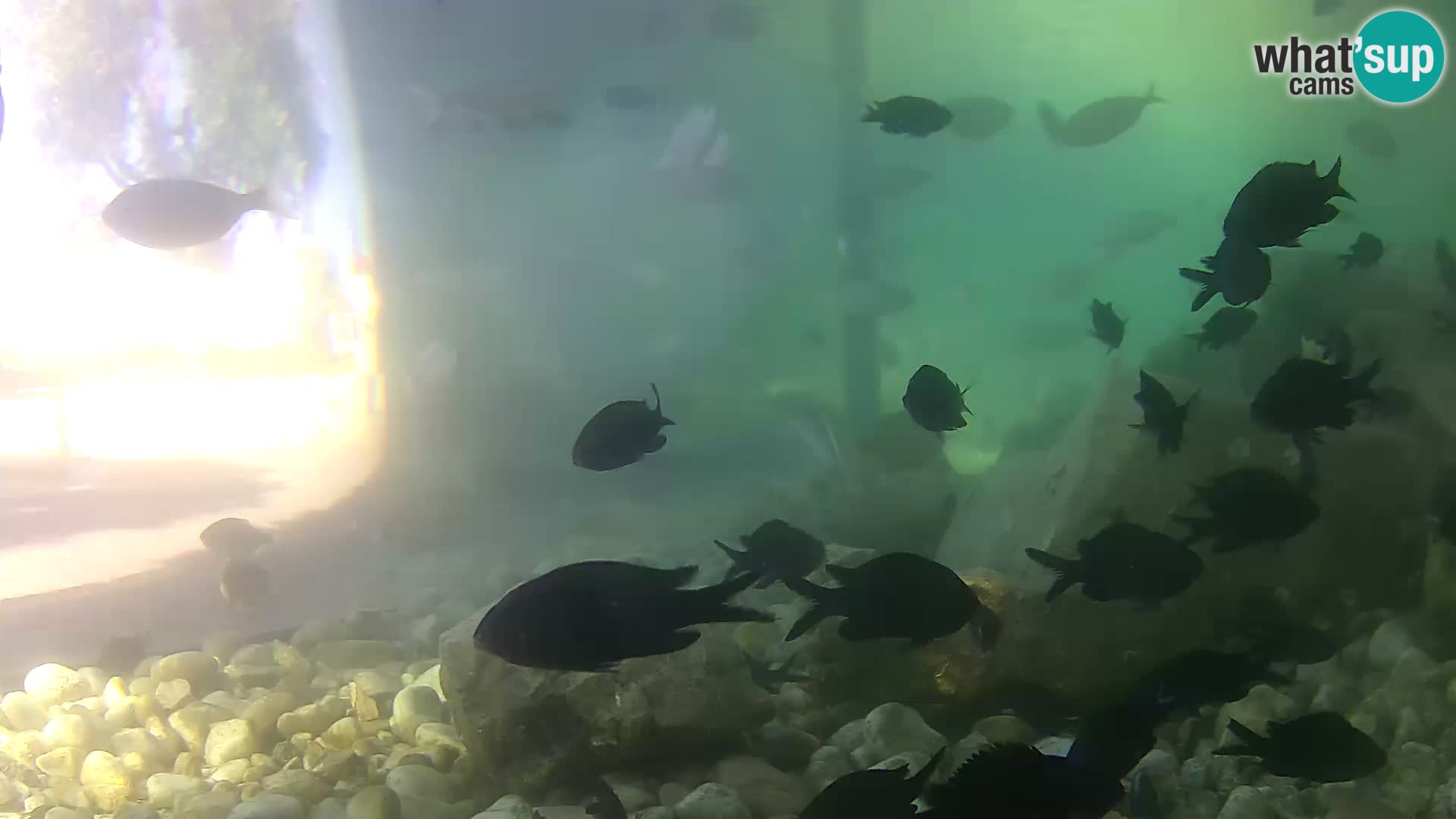 Unterwasserkamera Brijuni – Čamčarnica