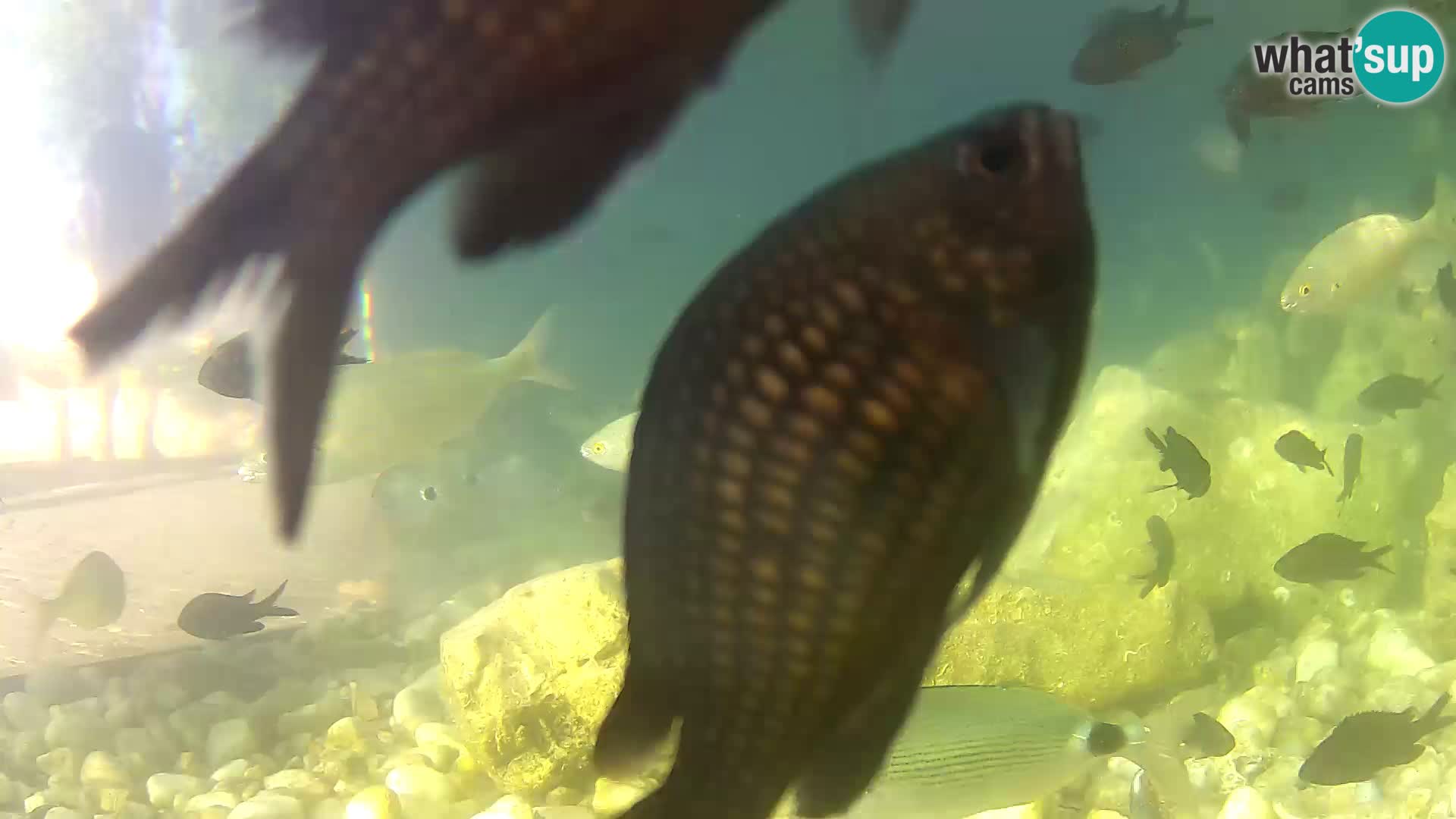 Outdoor Marine Aquarium Rogoznica webcam Croatia