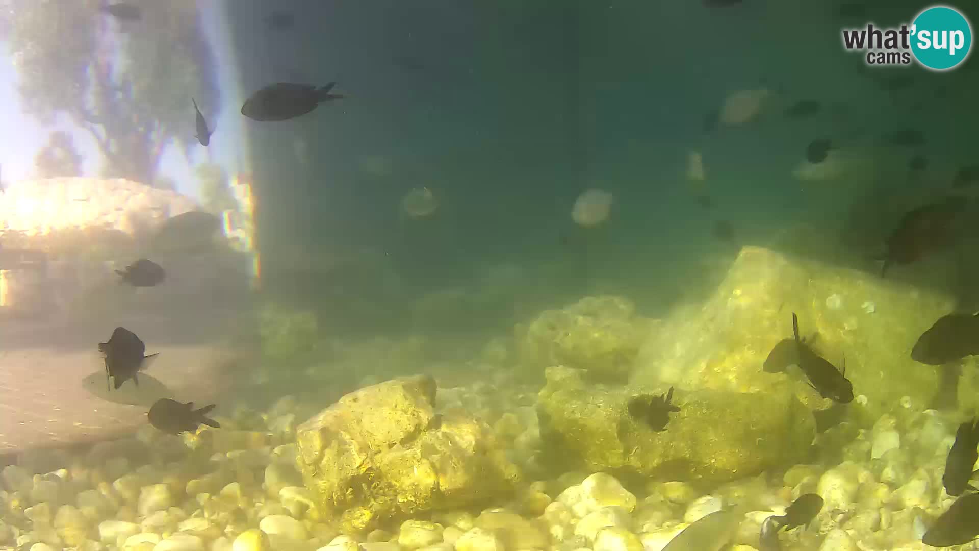 Aquario marino esterno –  Rogoznica livecam Croazia