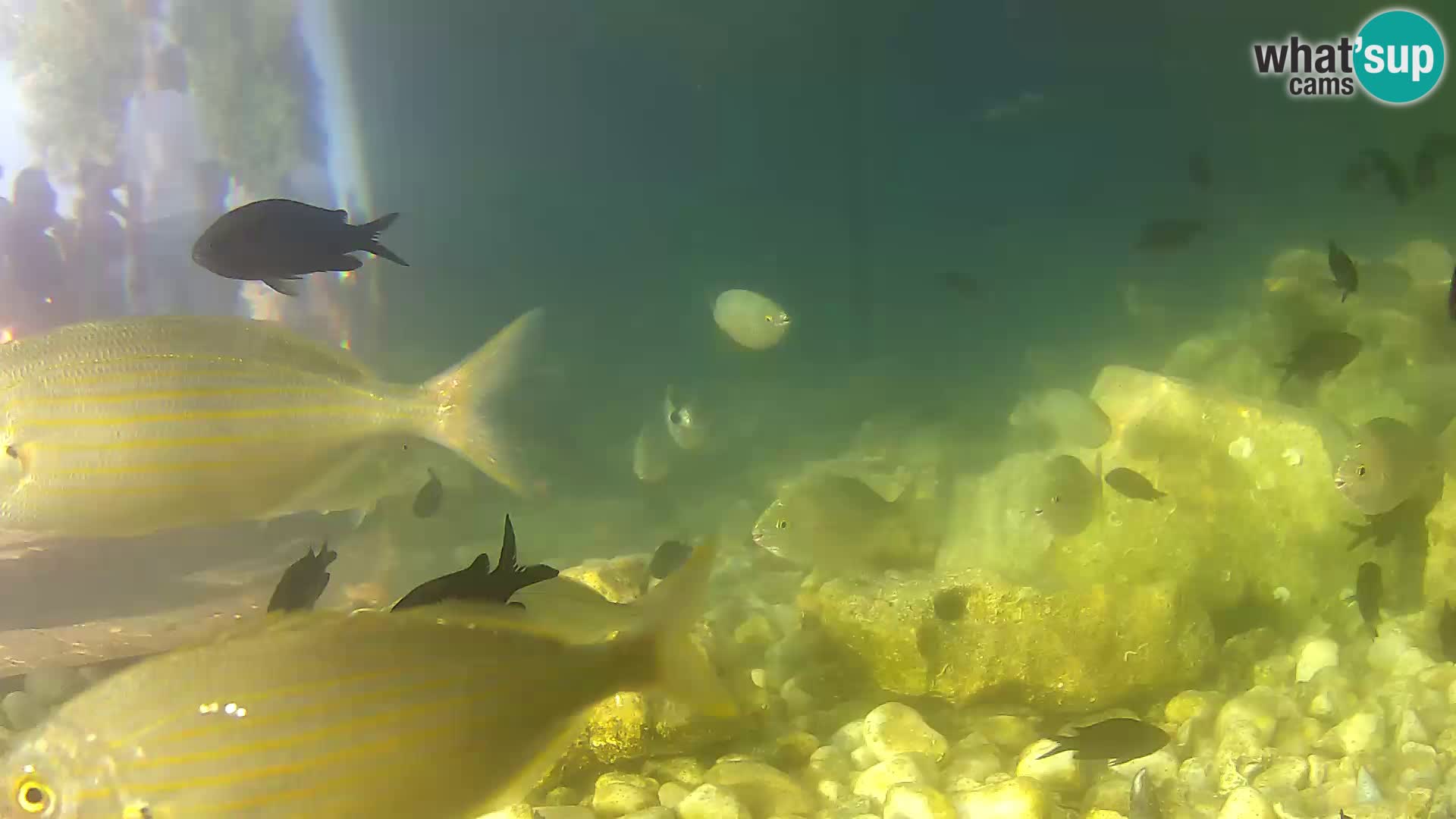 Outdoor Marine Aquarium Rogoznica webcam Croatia
