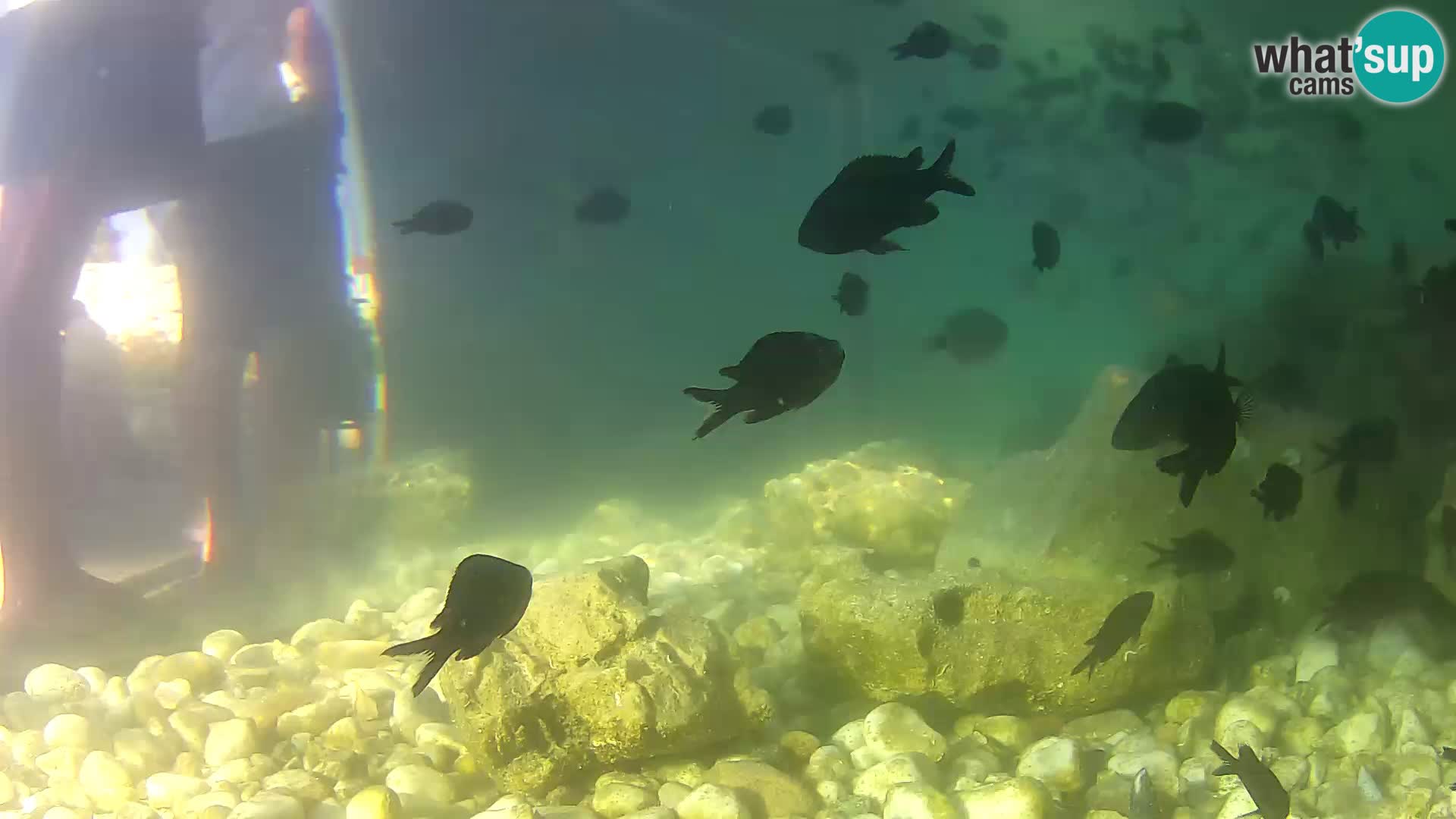 Zunanji morski akvarij Rogoznica spletna kamera Hrvaška