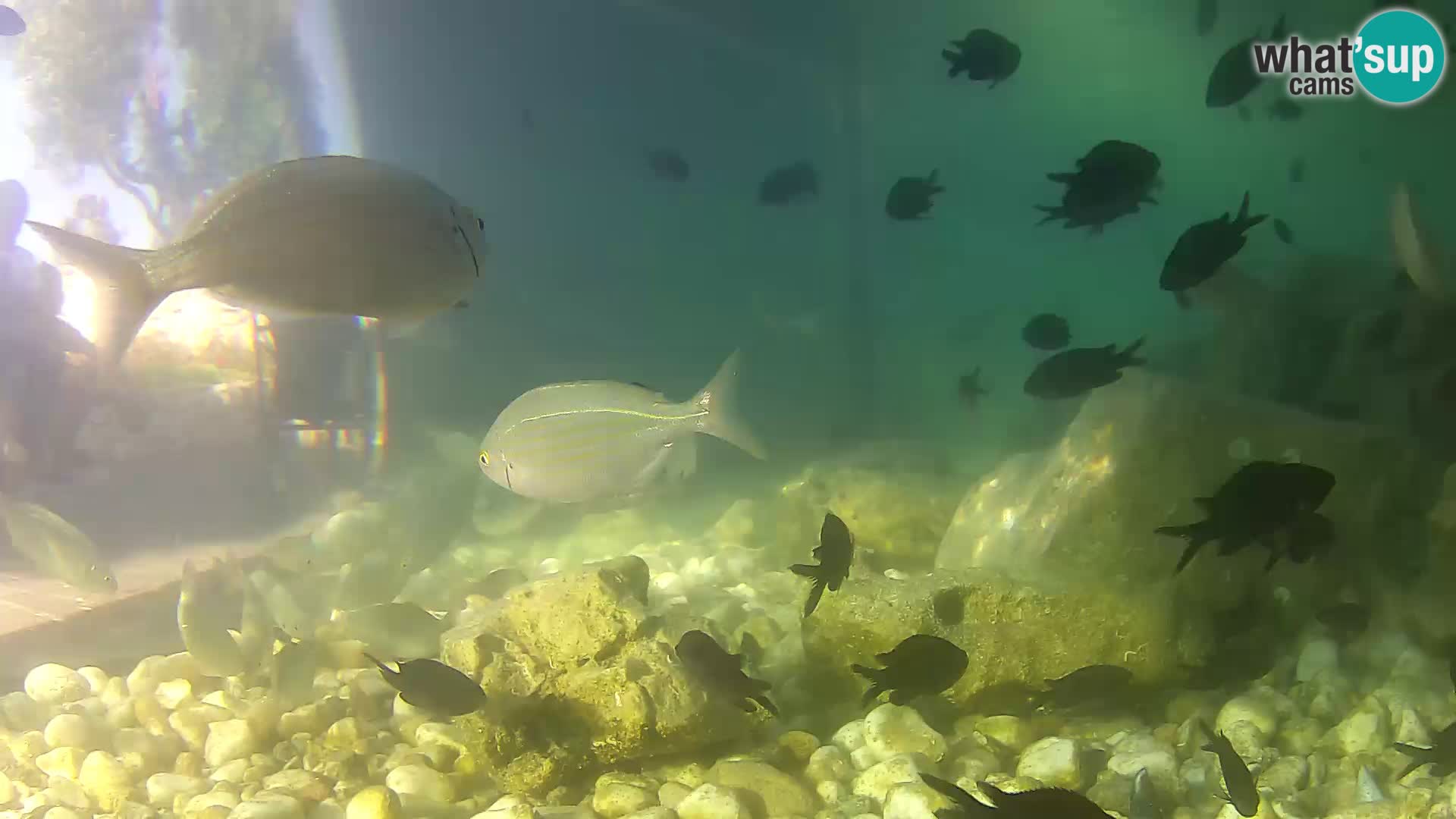 Marine Aquarium im Freien Rogoznica webcam Kroatien