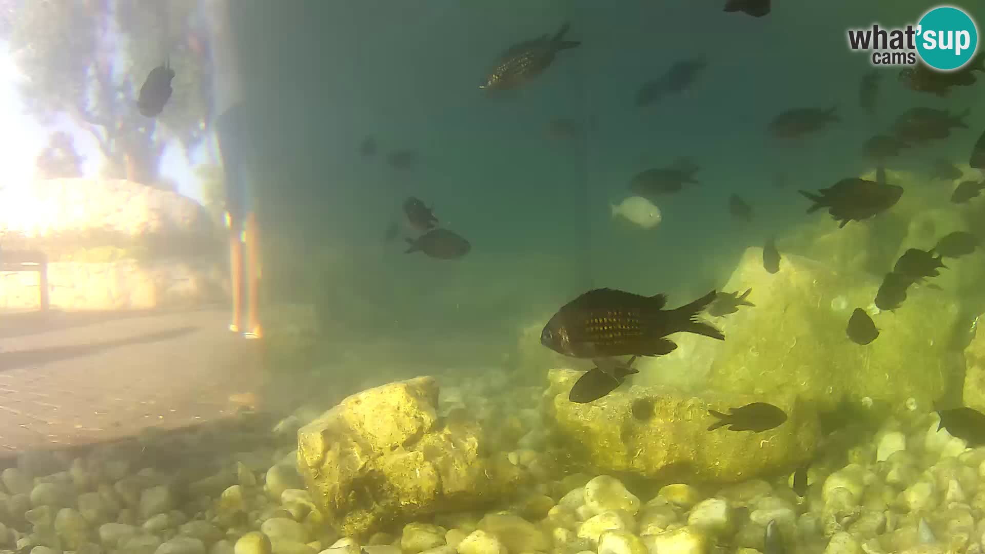Marine Aquarium im Freien Rogoznica webcam Kroatien