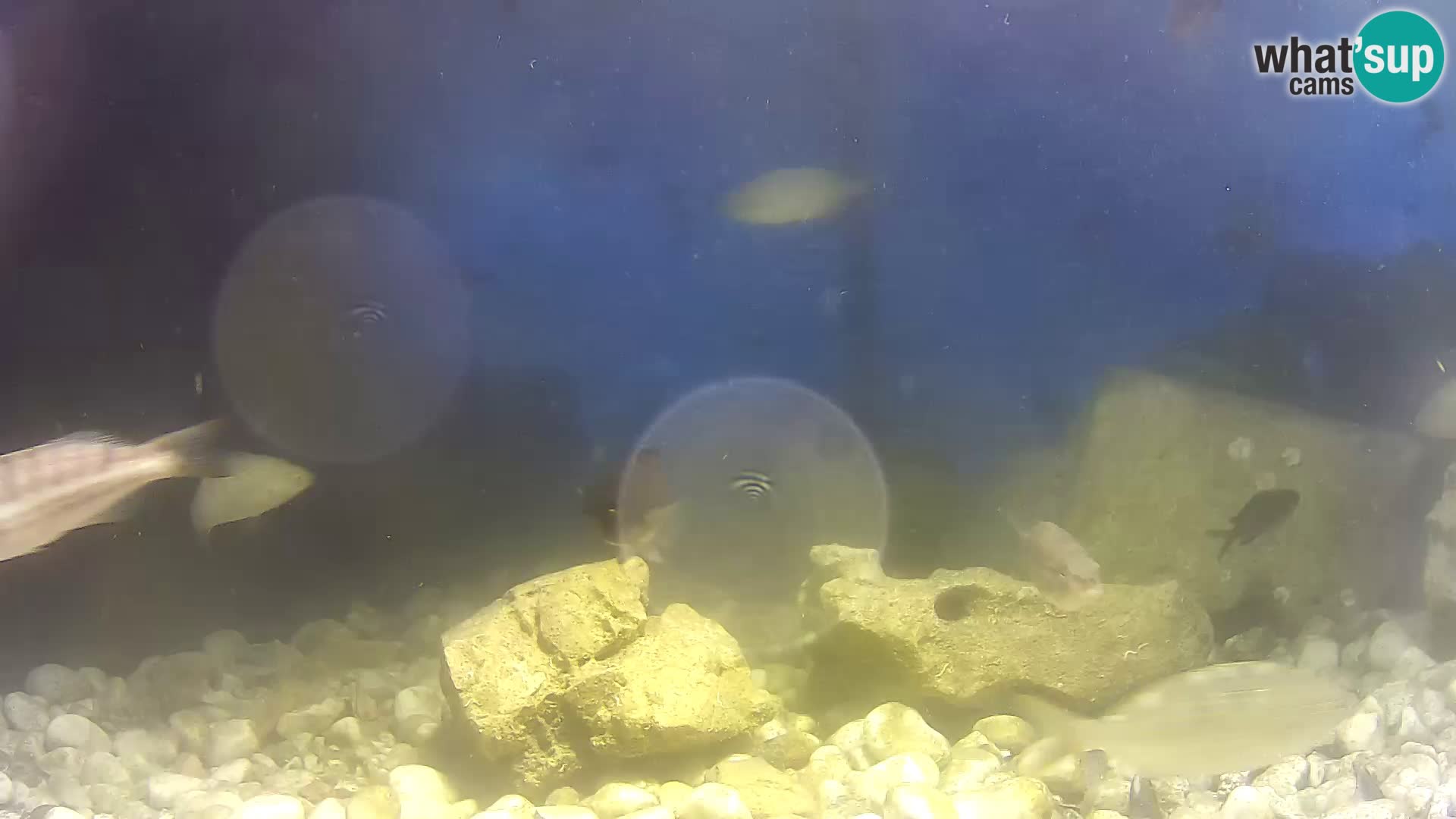 Webcam de l’aquarium marin extérieur de Rogoznica Croatie