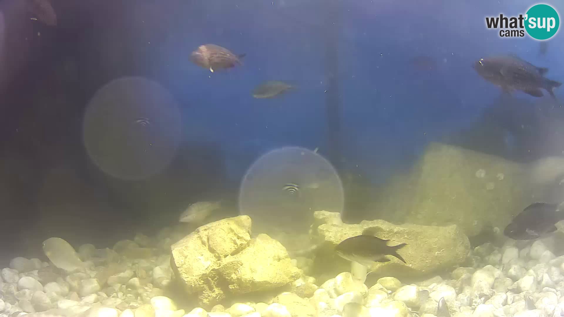 Webcam de l’aquarium marin extérieur de Rogoznica Croatie