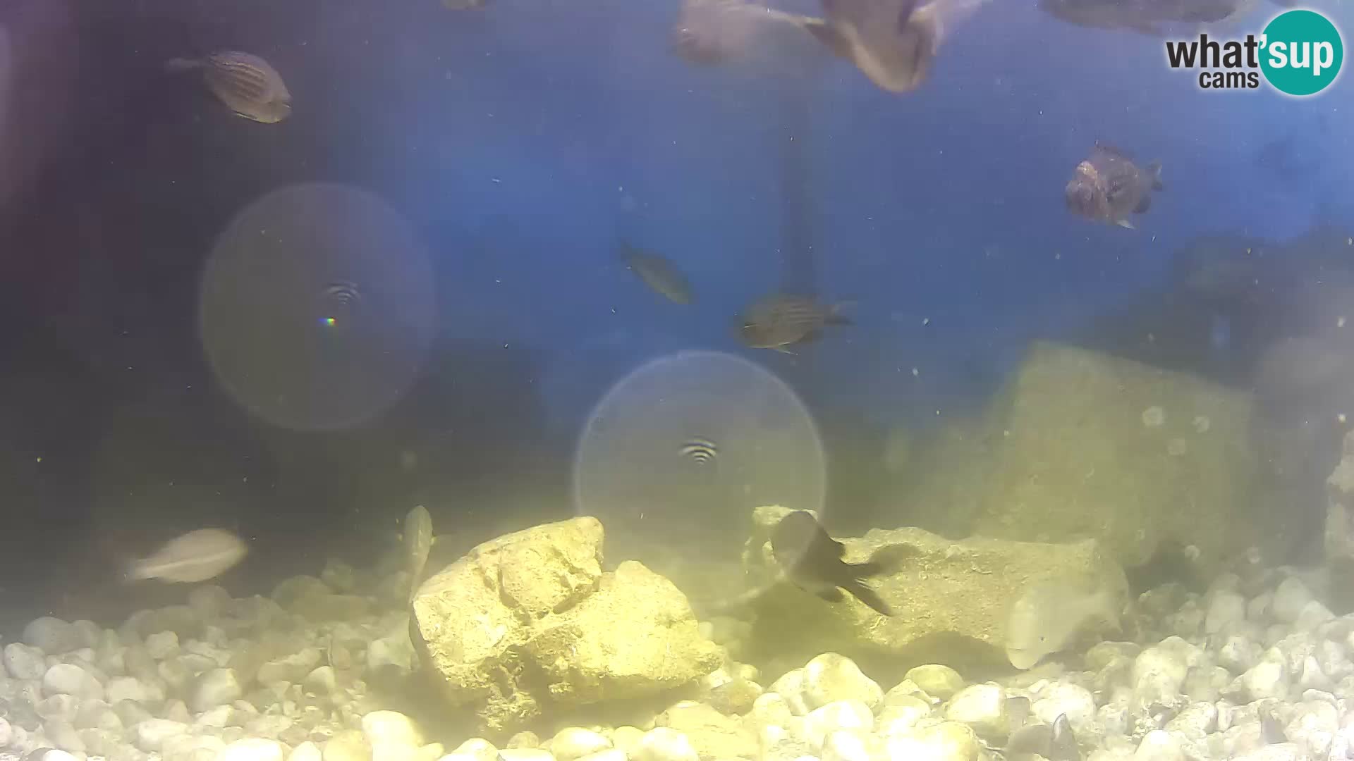Webcam de l’aquarium marin extérieur de Rogoznica Croatie