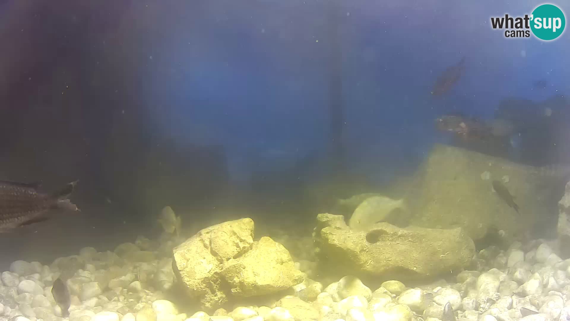 Webcam de l’aquarium marin extérieur de Rogoznica Croatie