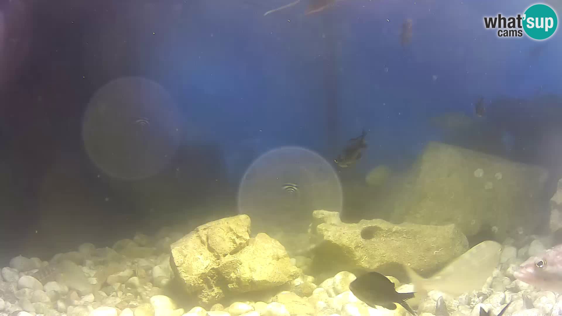 Outdoor Marine Aquarium Rogoznica webcam Croatia