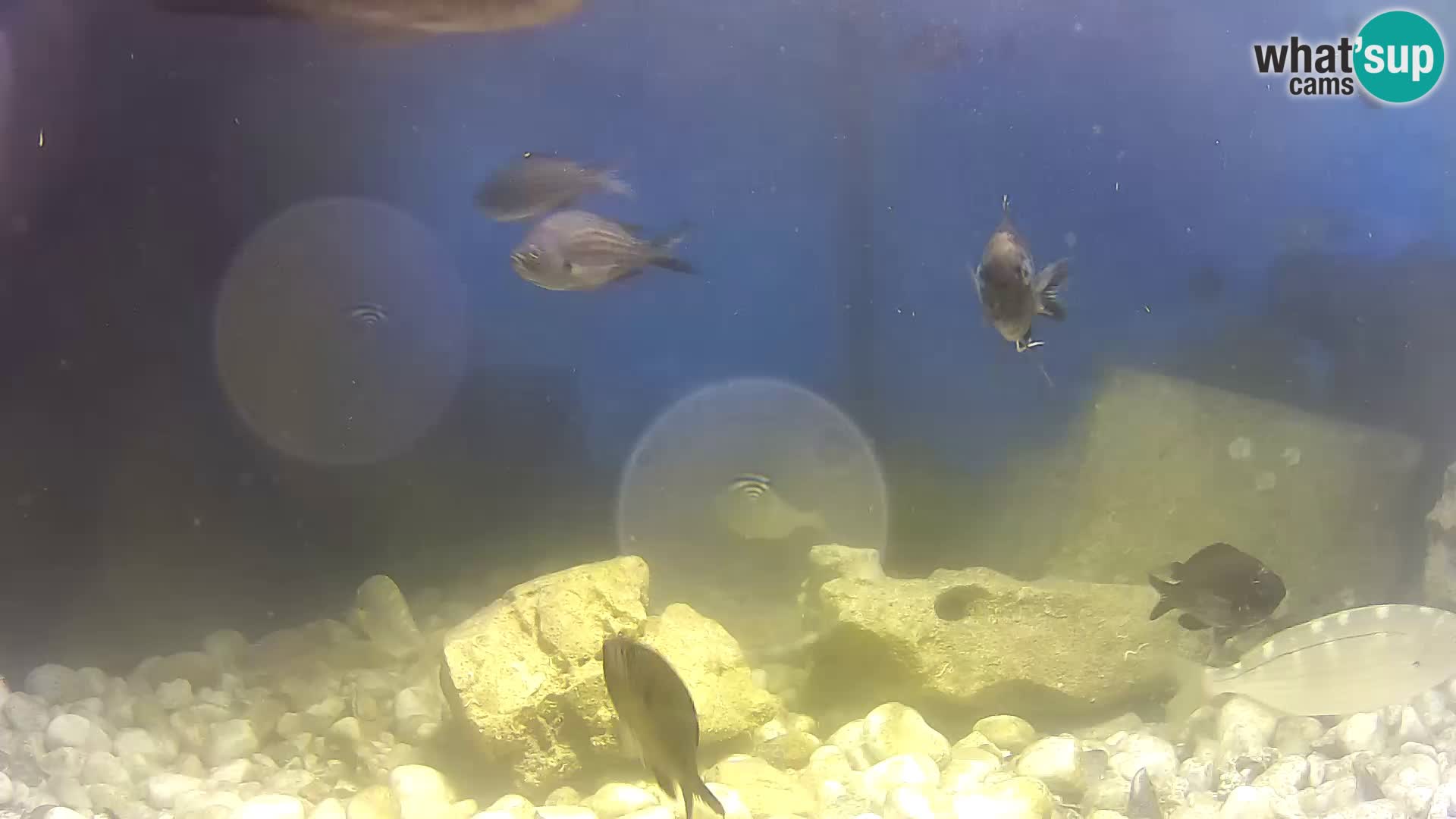 Aquario marino esterno –  Rogoznica livecam Croazia