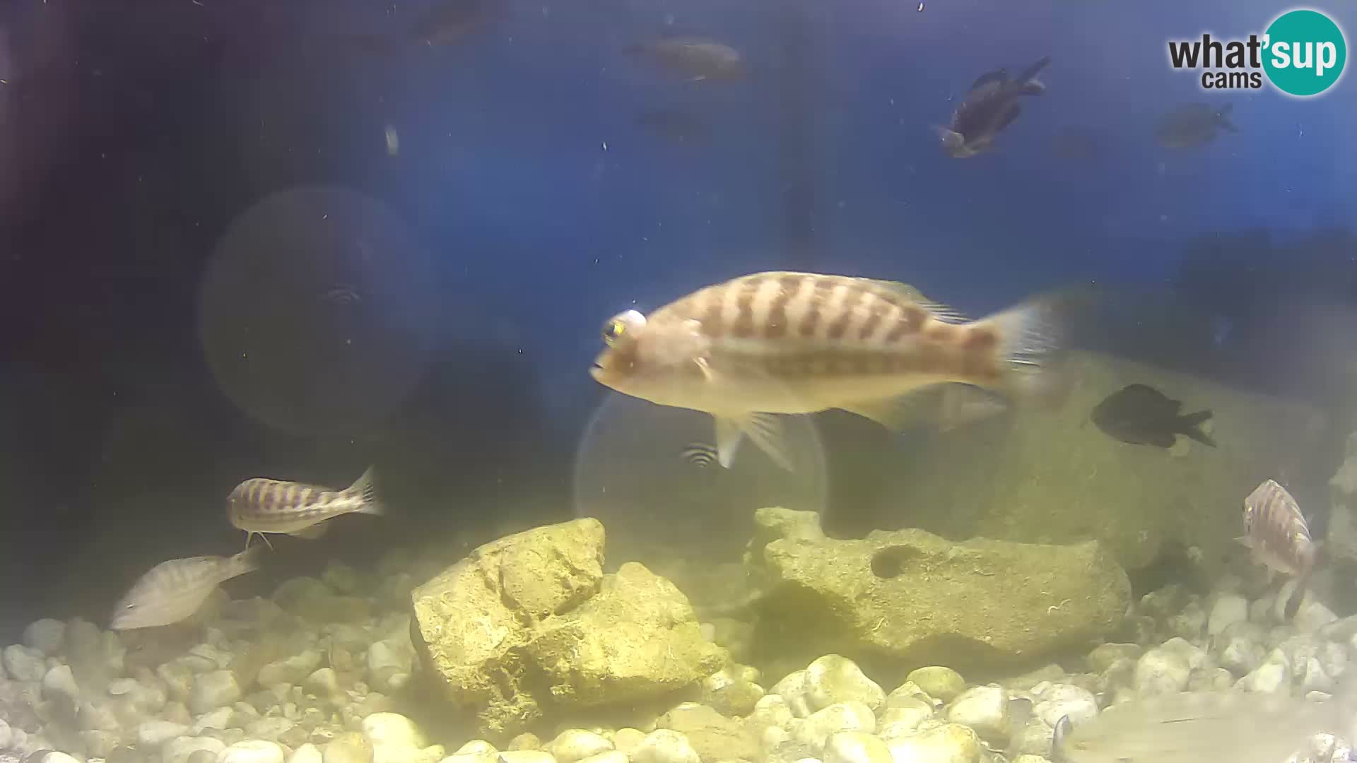 Acuario marino al aire libre Rogoznica webcam Croacia