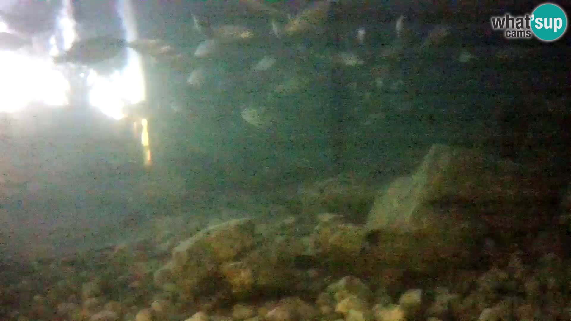 Webcam de l’aquarium marin extérieur de Rogoznica Croatie