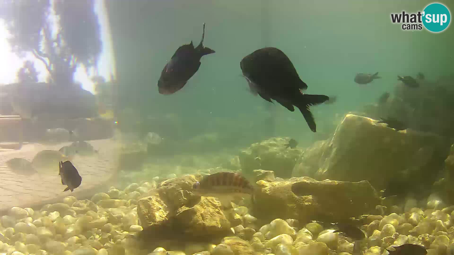 Outdoor Marine Aquarium Rogoznica webcam Croatia