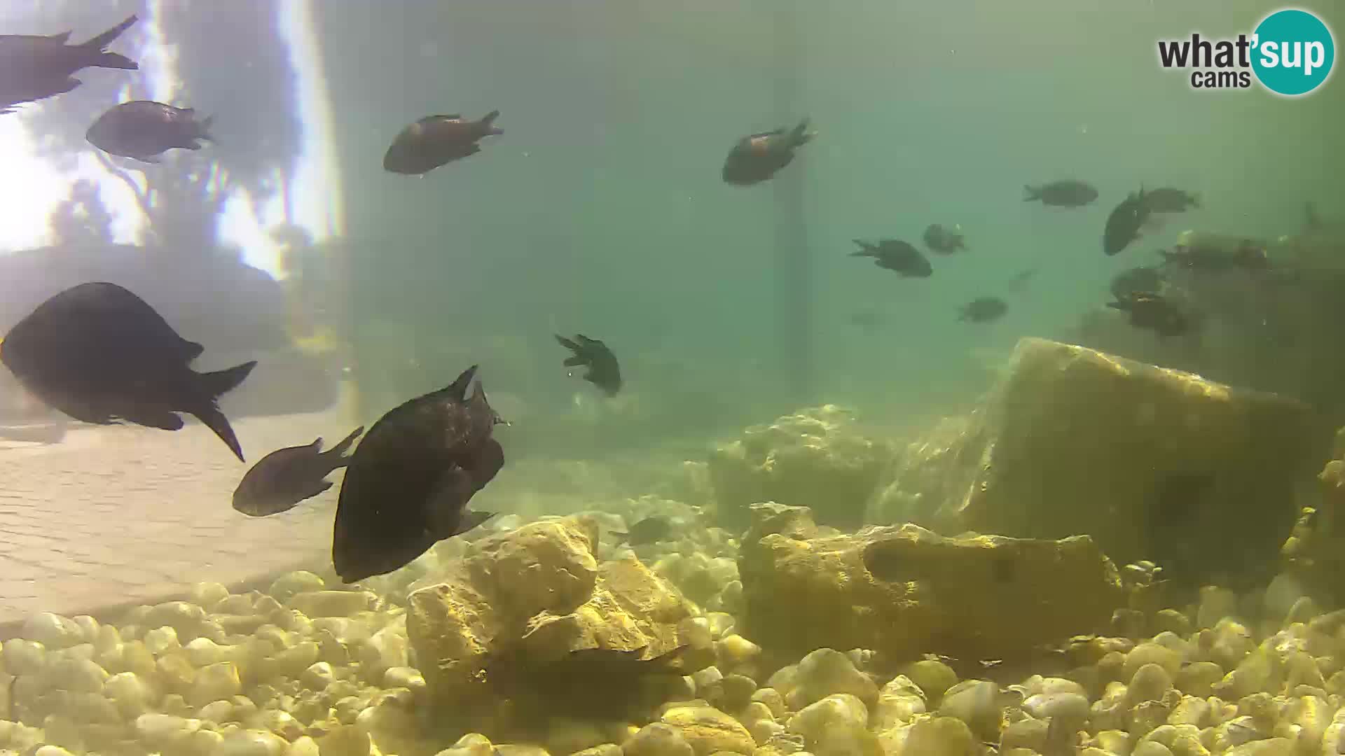 Outdoor Marine Aquarium Rogoznica webcam Croatia