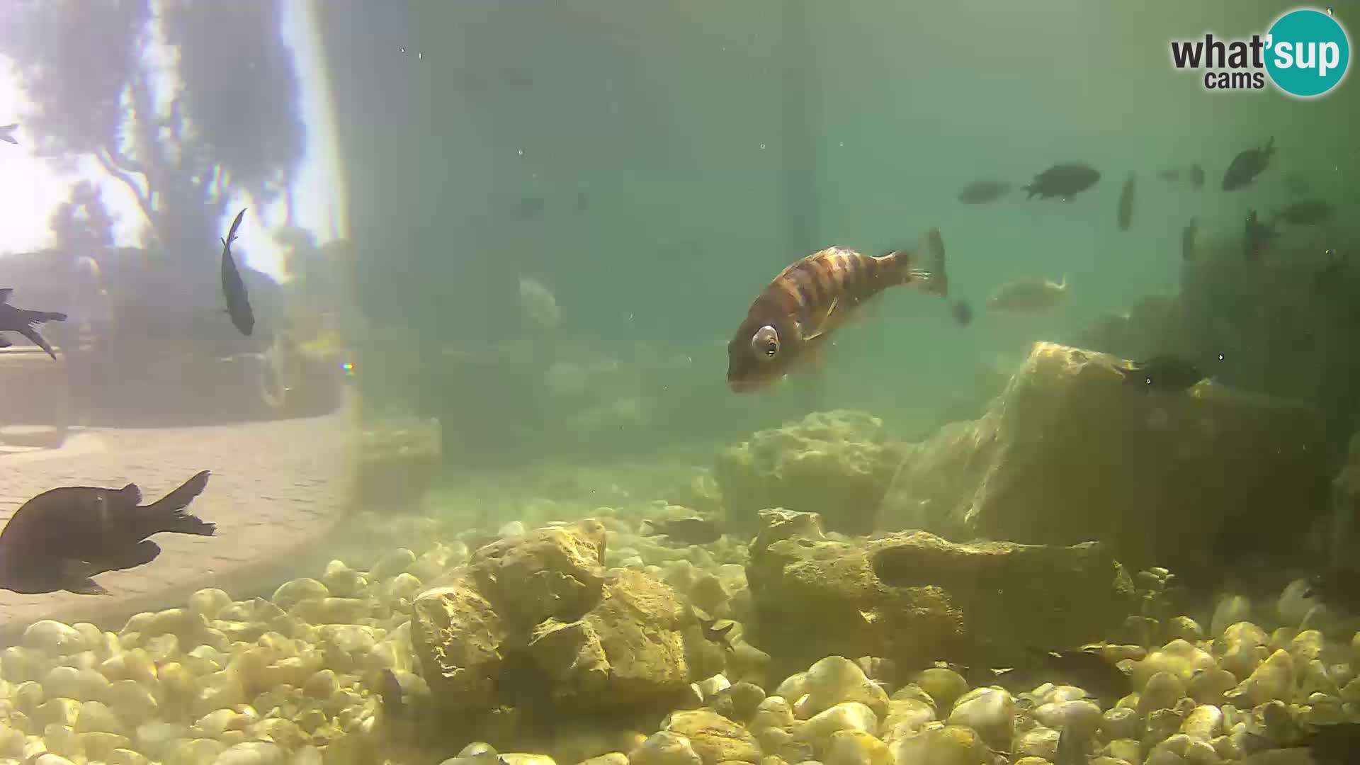 Zunanji morski akvarij Rogoznica spletna kamera Hrvaška