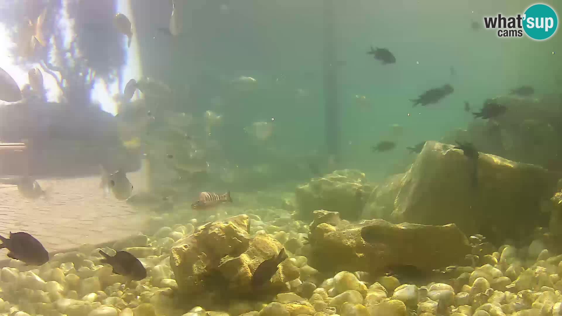 Outdoor Marine Aquarium Rogoznica webcam Croatia