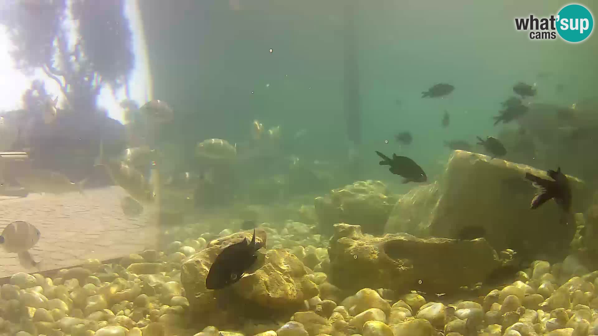 Acuario marino al aire libre Rogoznica webcam Croacia