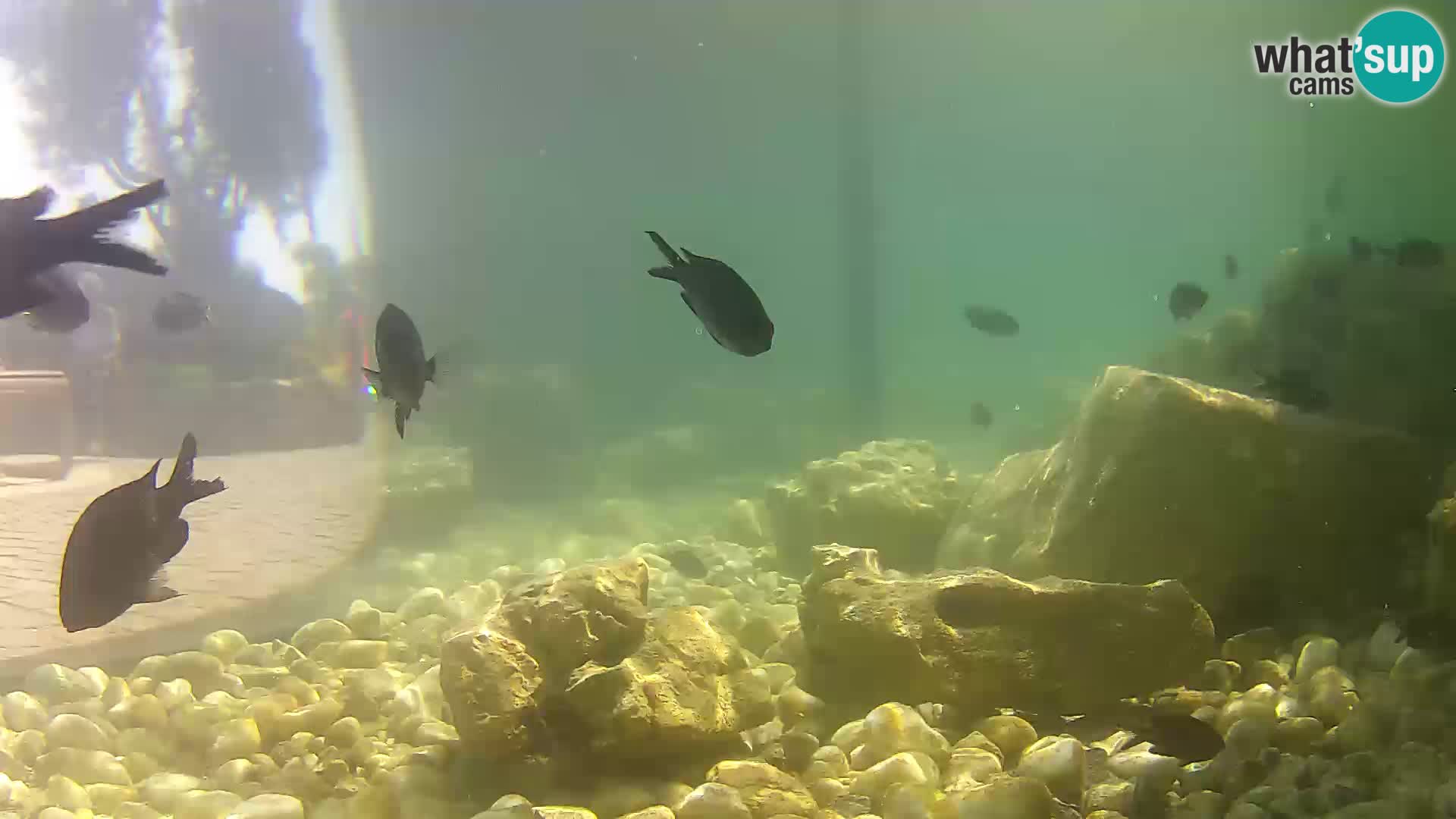 Webcam de l’aquarium marin extérieur de Rogoznica Croatie