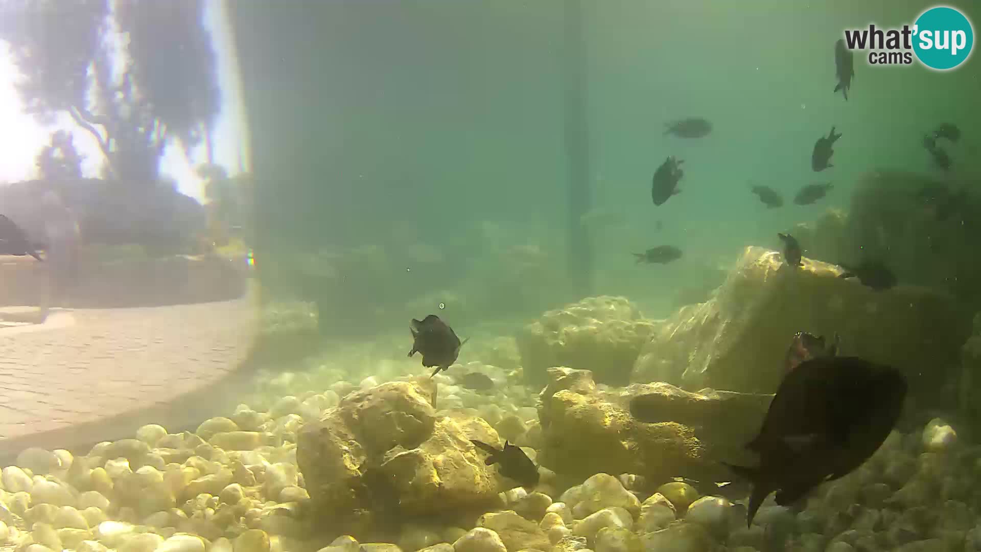Acuario marino al aire libre Rogoznica webcam Croacia