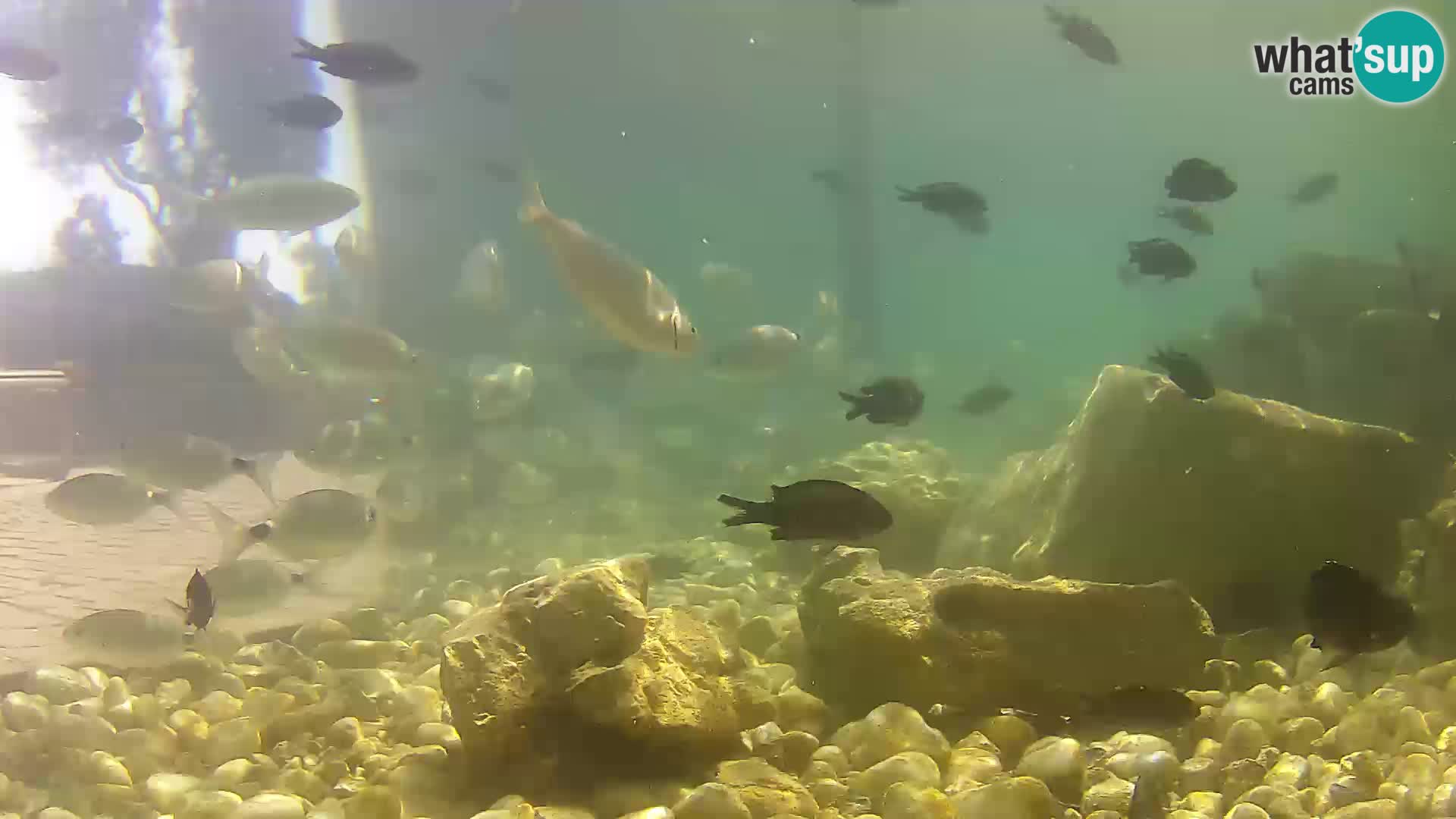 Aquario marino esterno –  Rogoznica livecam Croazia