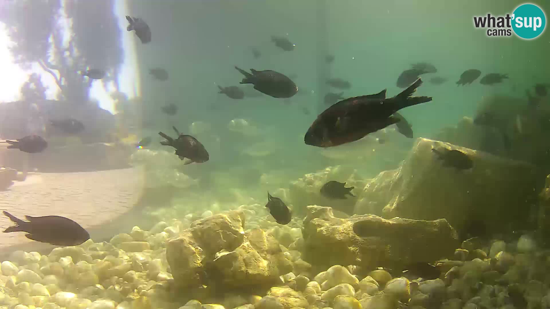Webcam de l’aquarium marin extérieur de Rogoznica Croatie