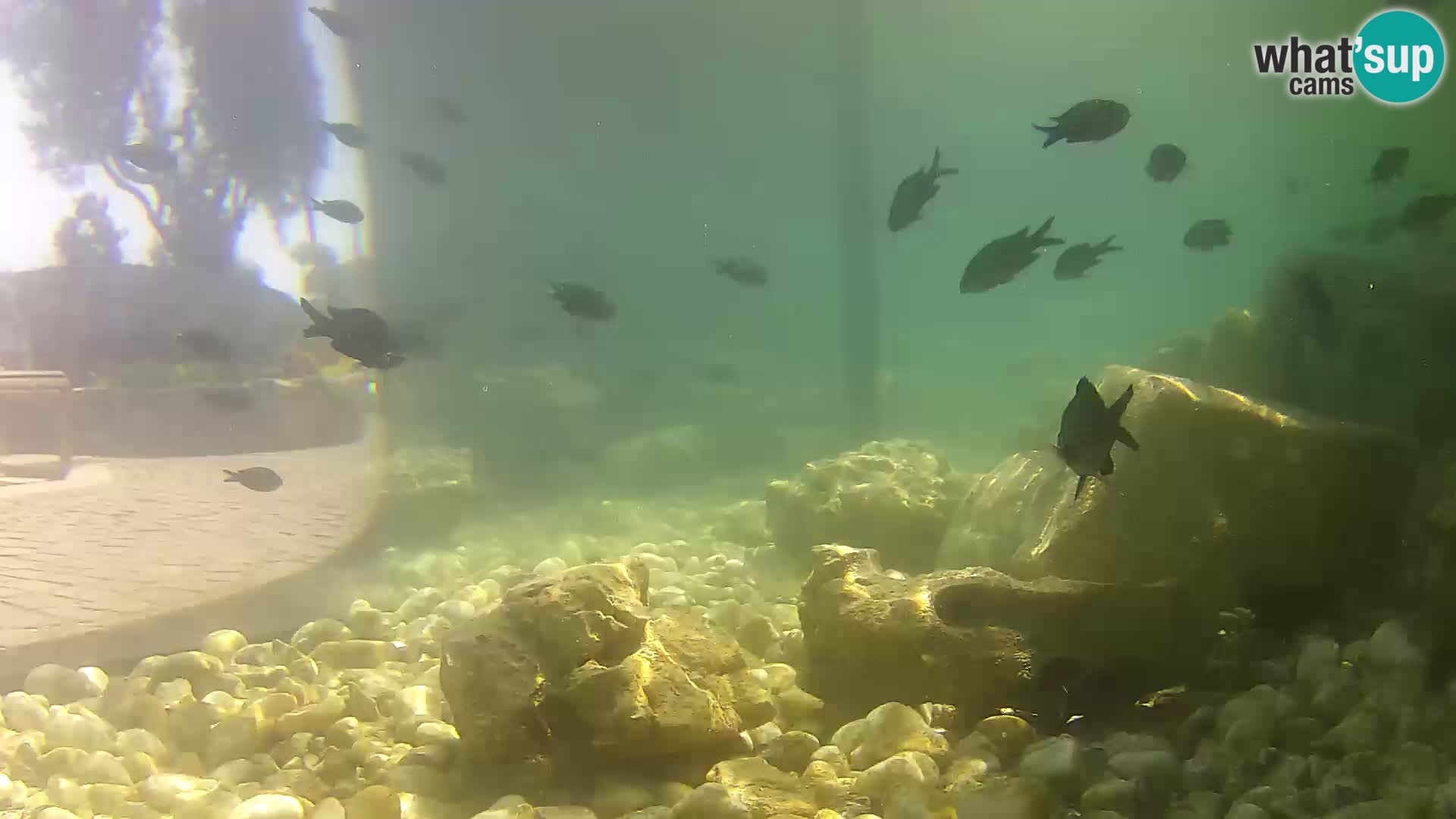 Aquario marino esterno –  Rogoznica livecam Croazia