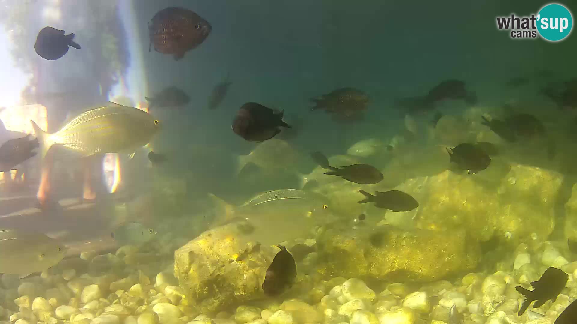 Marine Aquarium im Freien Rogoznica webcam Kroatien