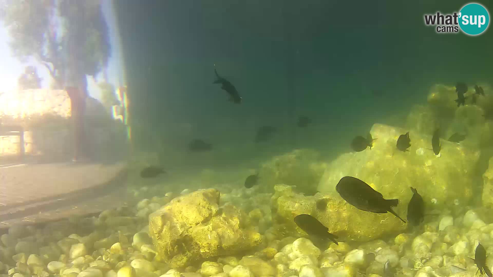 Webcam de l’aquarium marin extérieur de Rogoznica Croatie