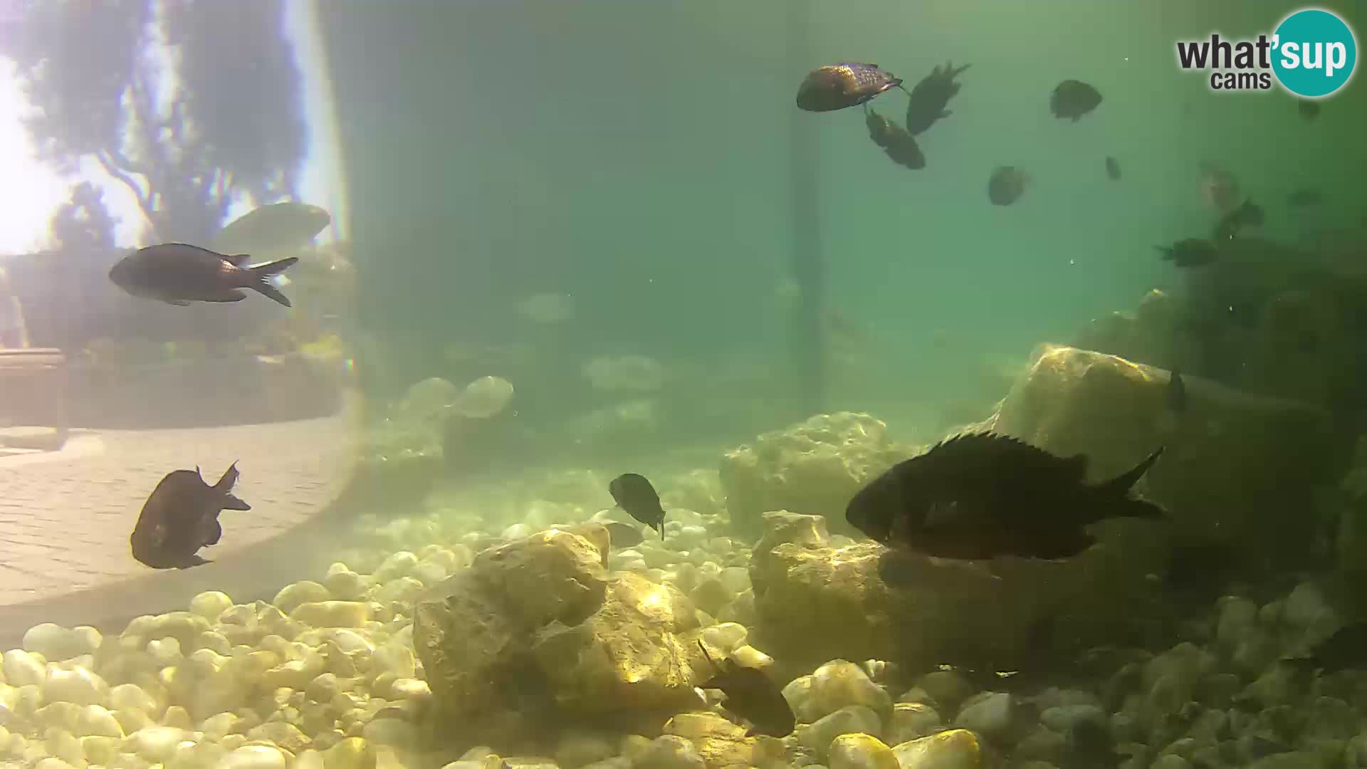 Acuario marino al aire libre Rogoznica webcam Croacia