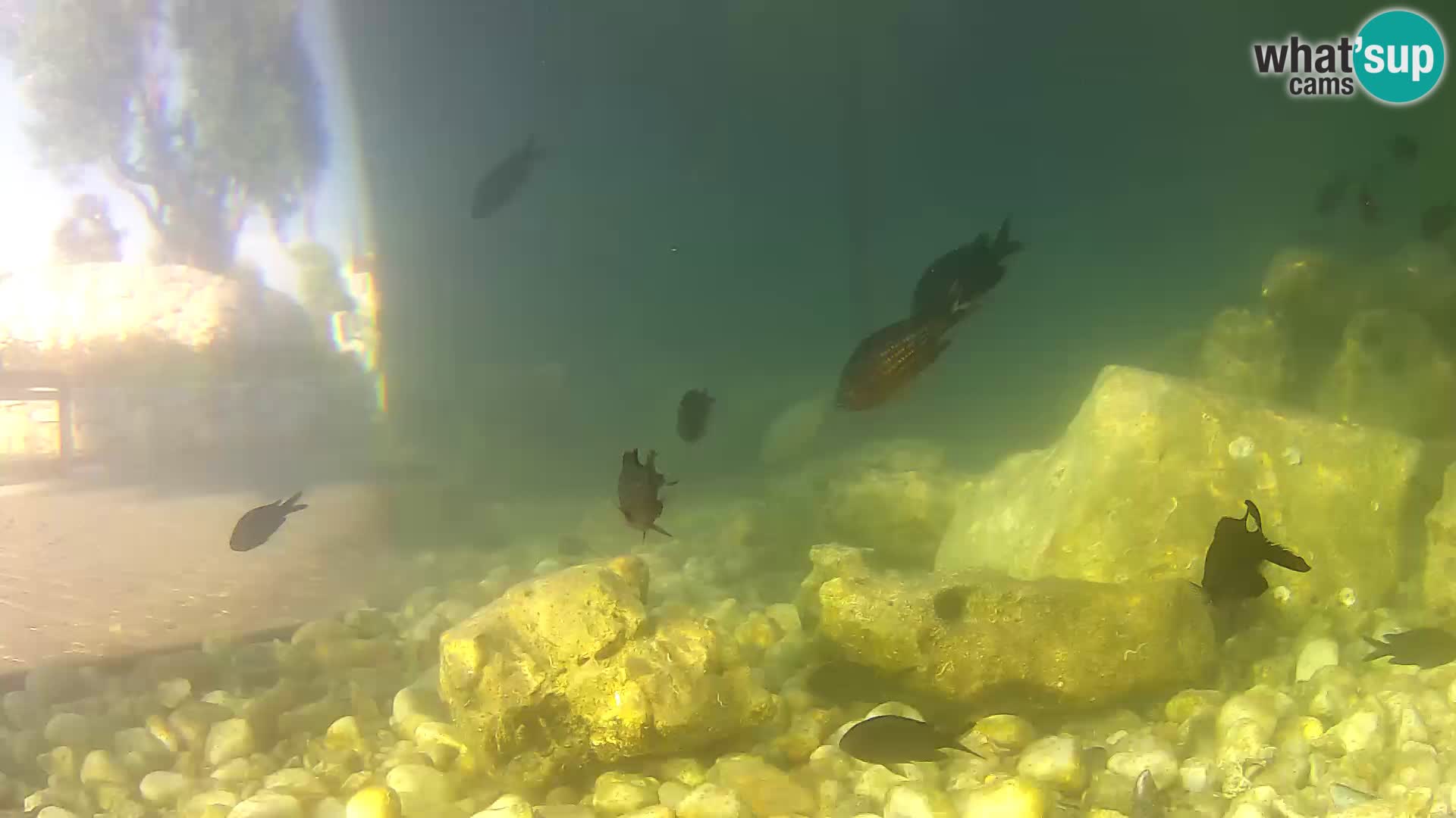 Aquario marino esterno –  Rogoznica livecam Croazia