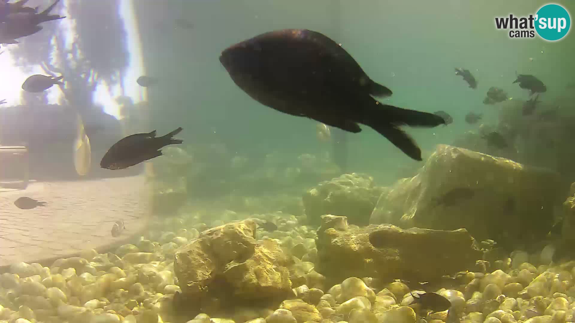 Webcam de l’aquarium marin extérieur de Rogoznica Croatie