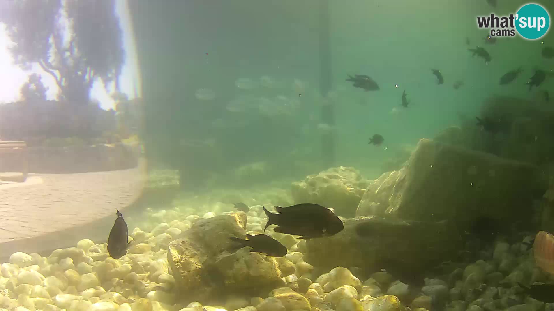 Marine Aquarium im Freien Rogoznica webcam Kroatien