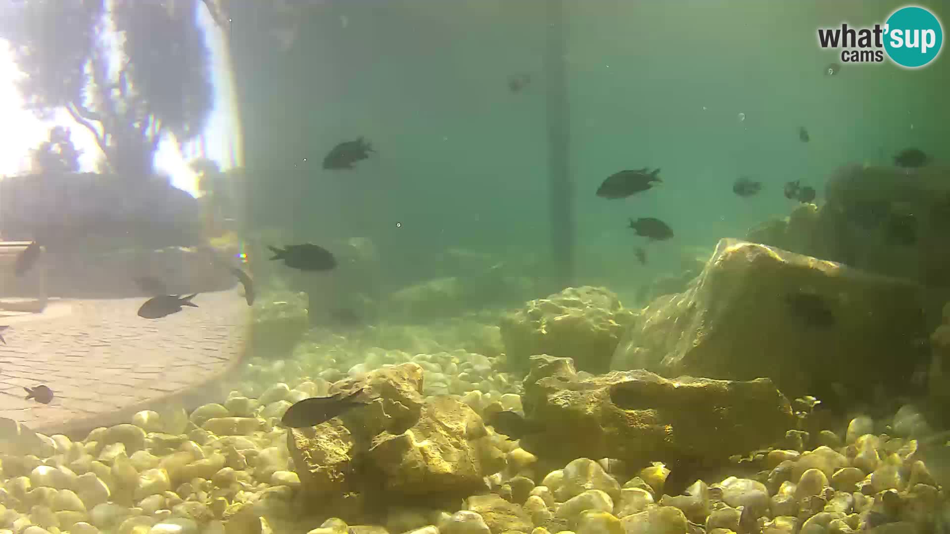 Marine Aquarium im Freien Rogoznica webcam Kroatien