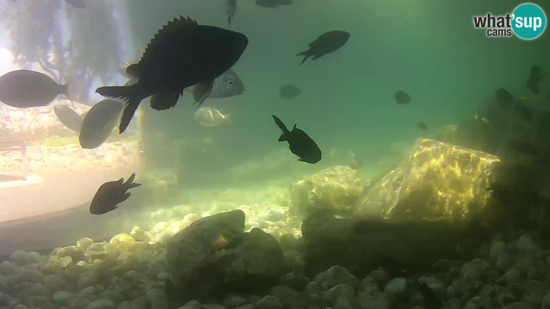 Aquario marino esterno –  Rogoznica livecam Croazia
