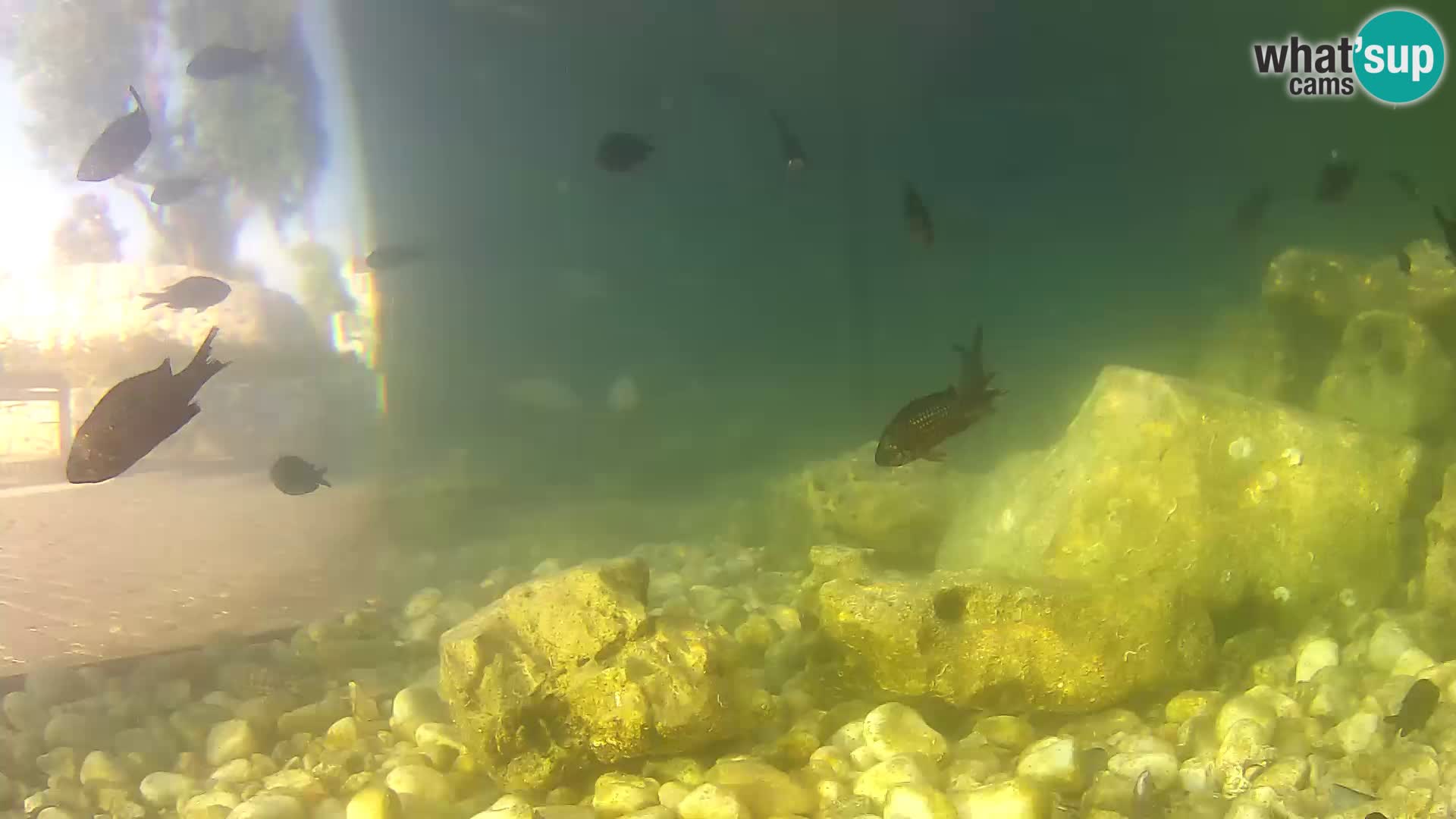 Webcam de l’aquarium marin extérieur de Rogoznica Croatie
