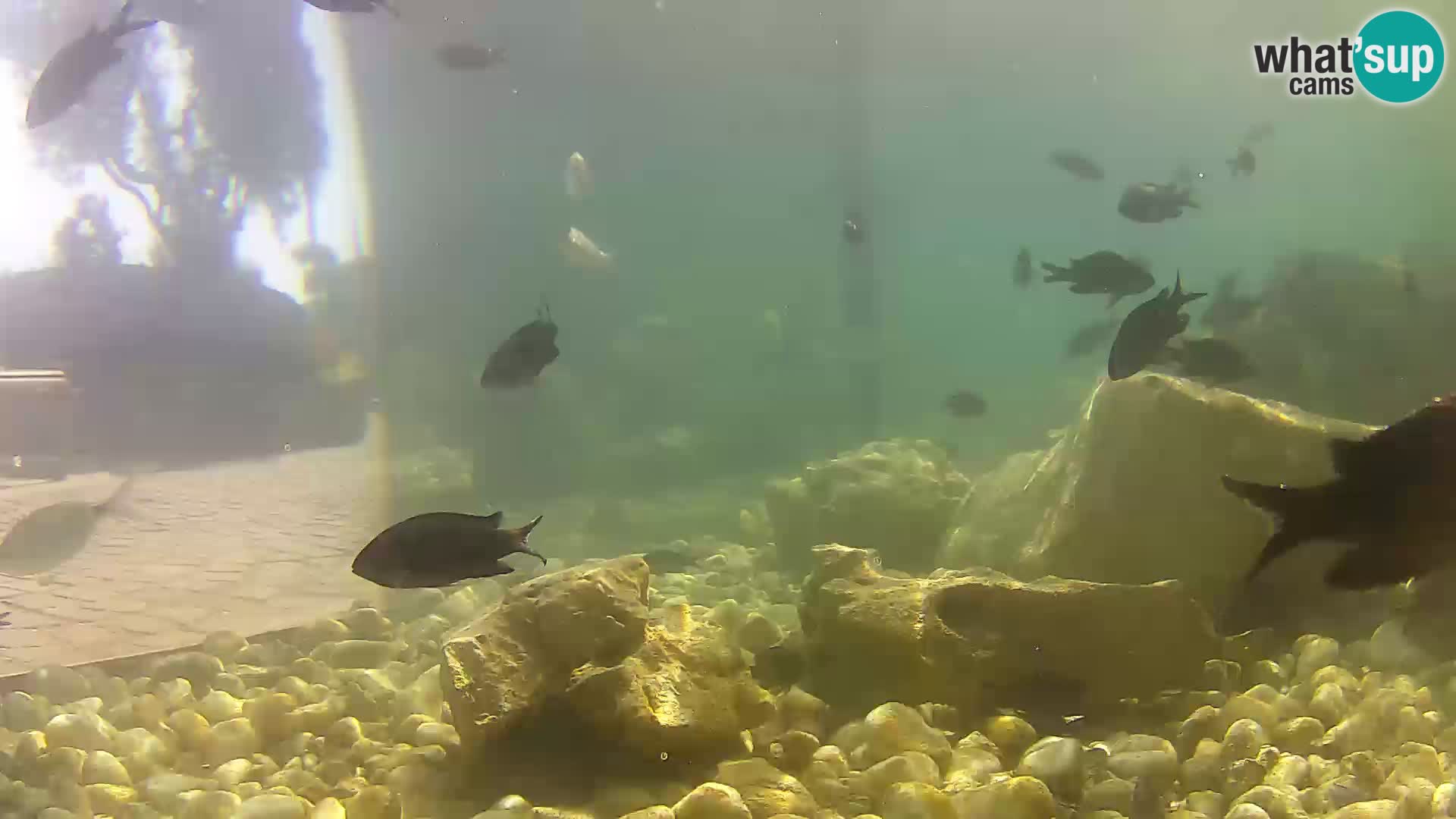 Aquario marino esterno –  Rogoznica livecam Croazia